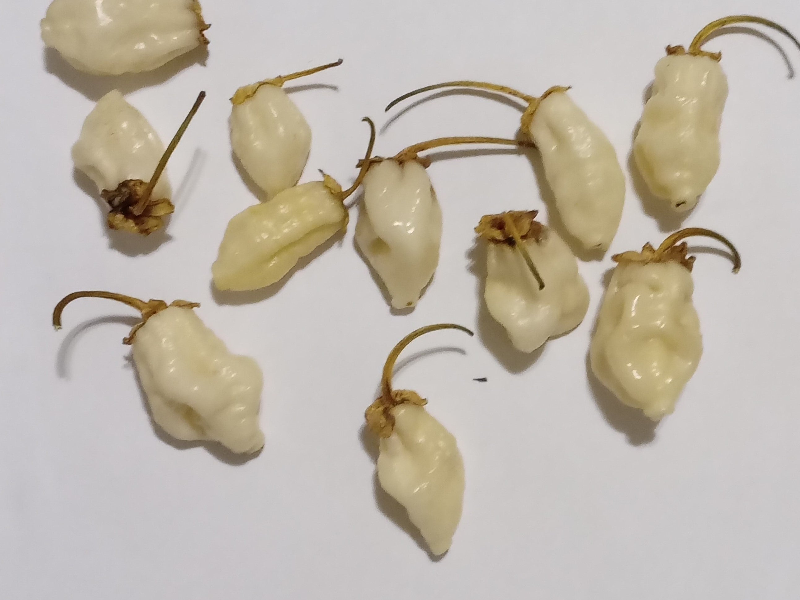 Seminţe Ardei - 7 Pot BBG Mini White