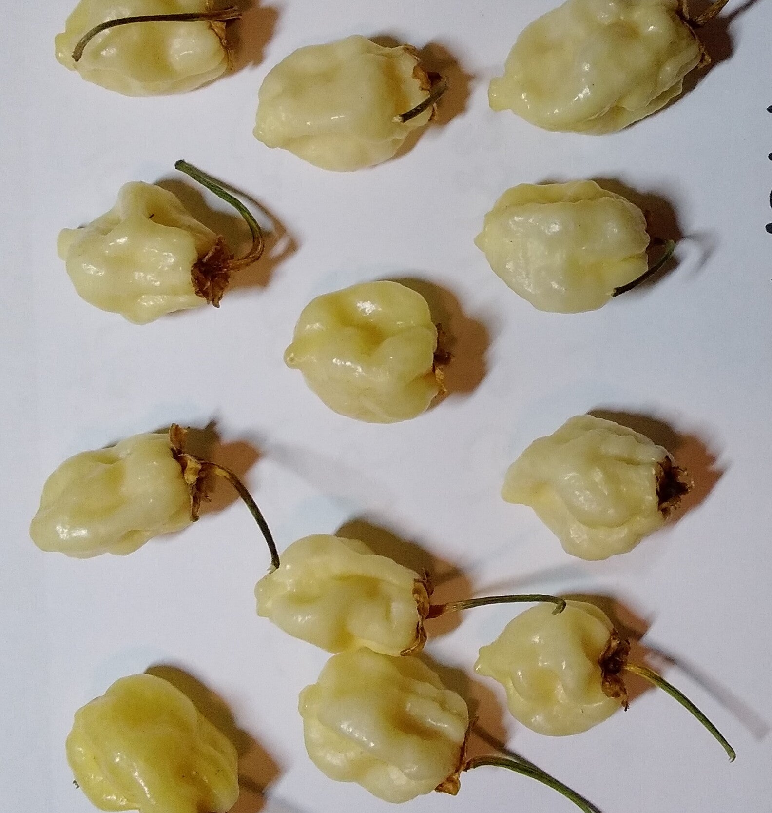 Seminţe Ardei - 7 Pot BBG Mini White