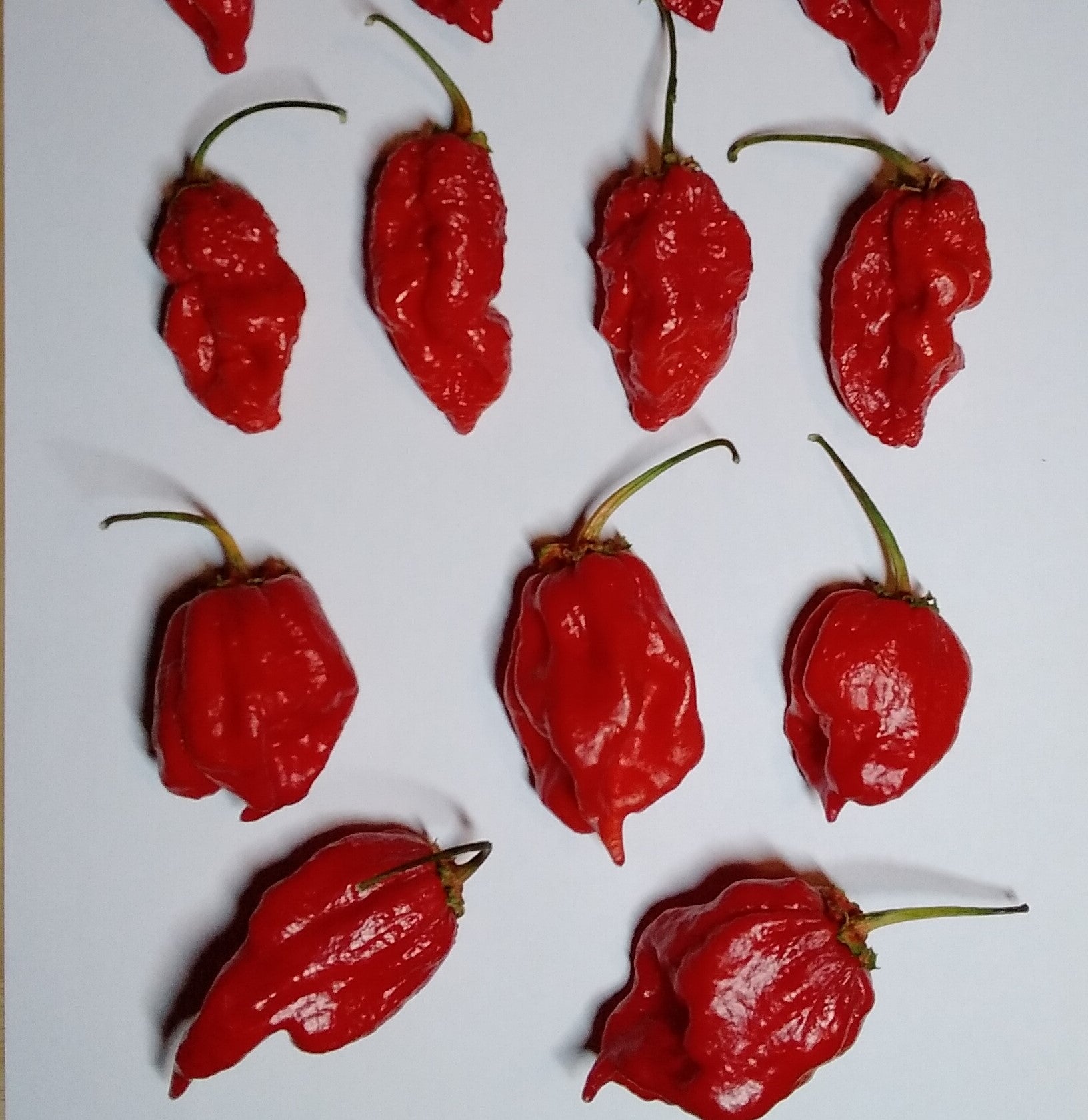 Răsad Ardei - 7 Pot BBG Red