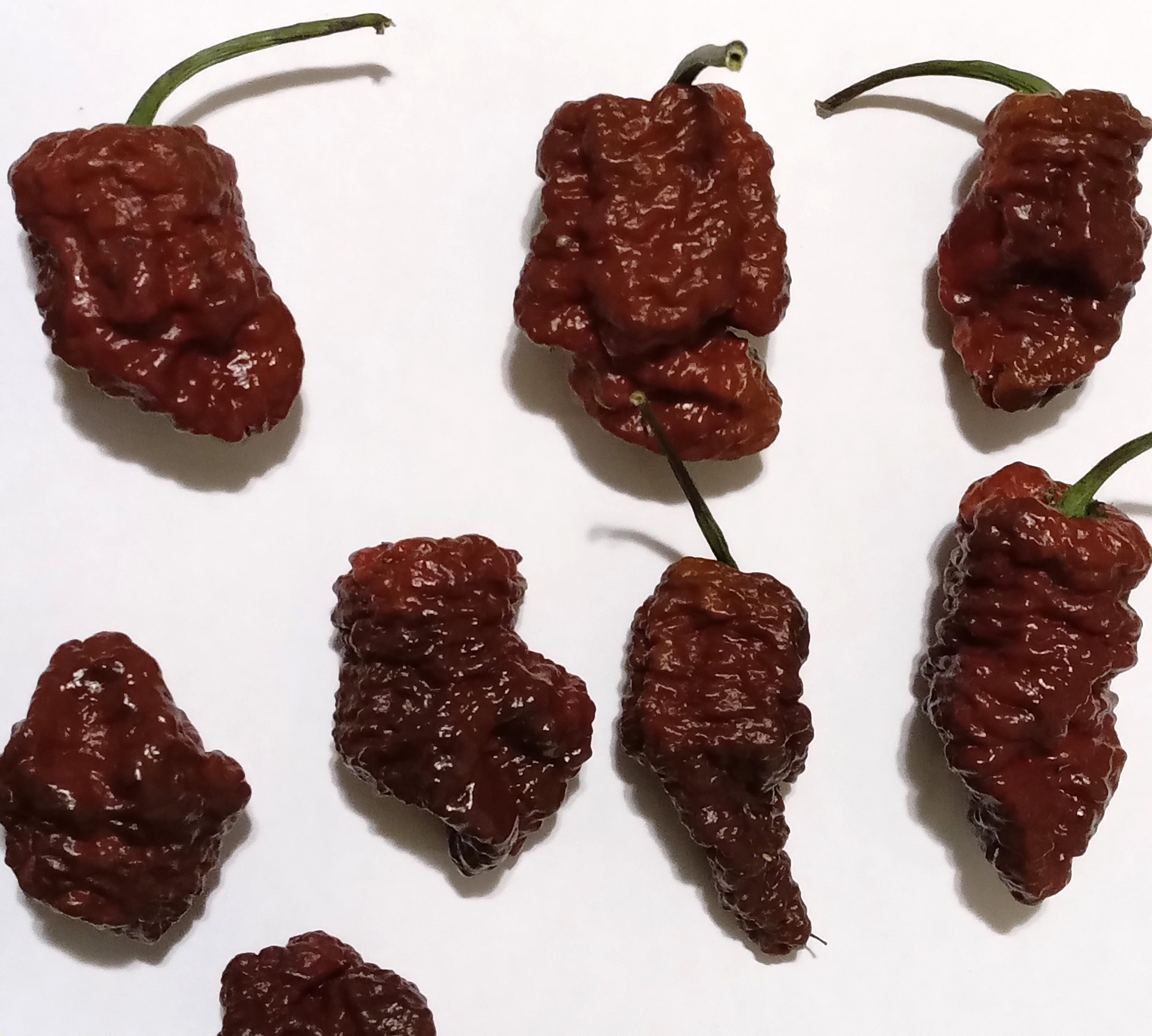 Răsad Ardei - 7 Pot Brain Strain Chocolate