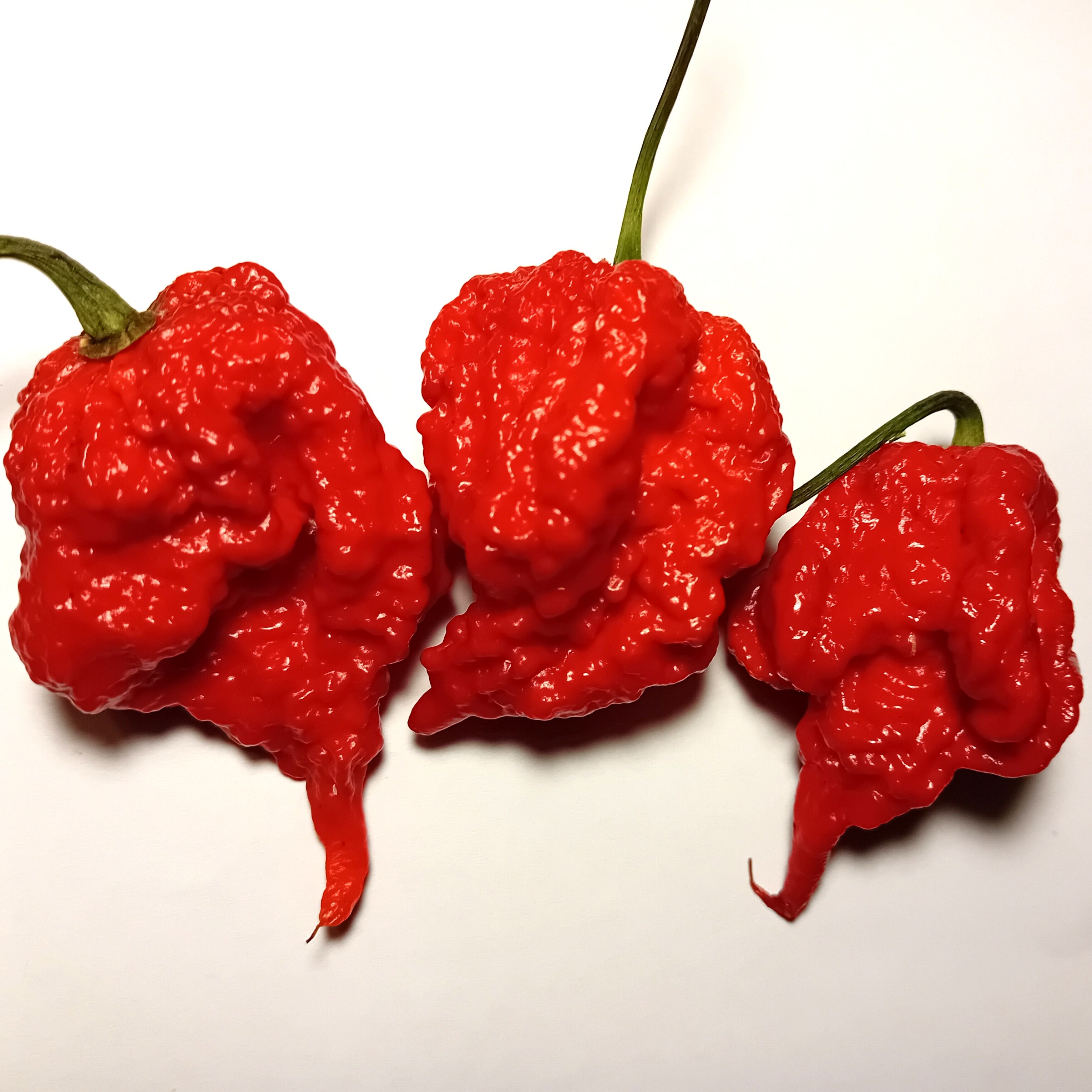 Răsad Ardei - 7 Pot Brain Strain Red