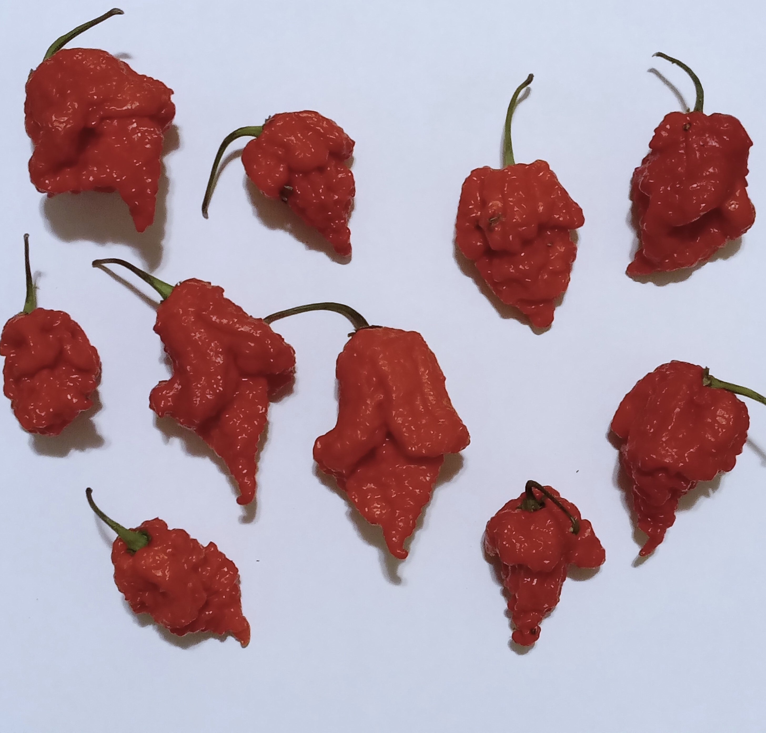 Răsad Ardei - 7 Pot Cinder