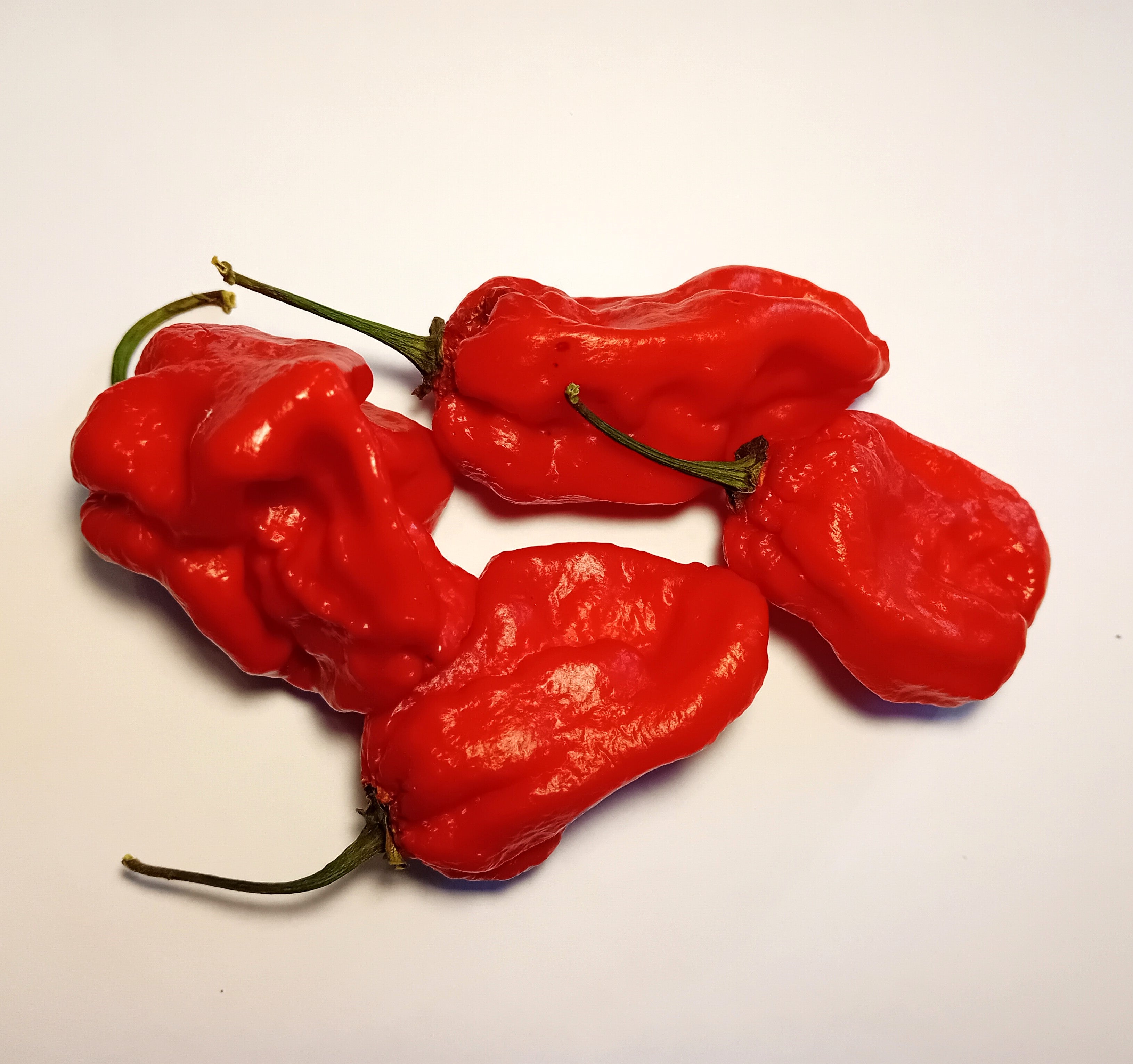 Răsad Ardei - 7 Pot Congo SR Gigantic Red