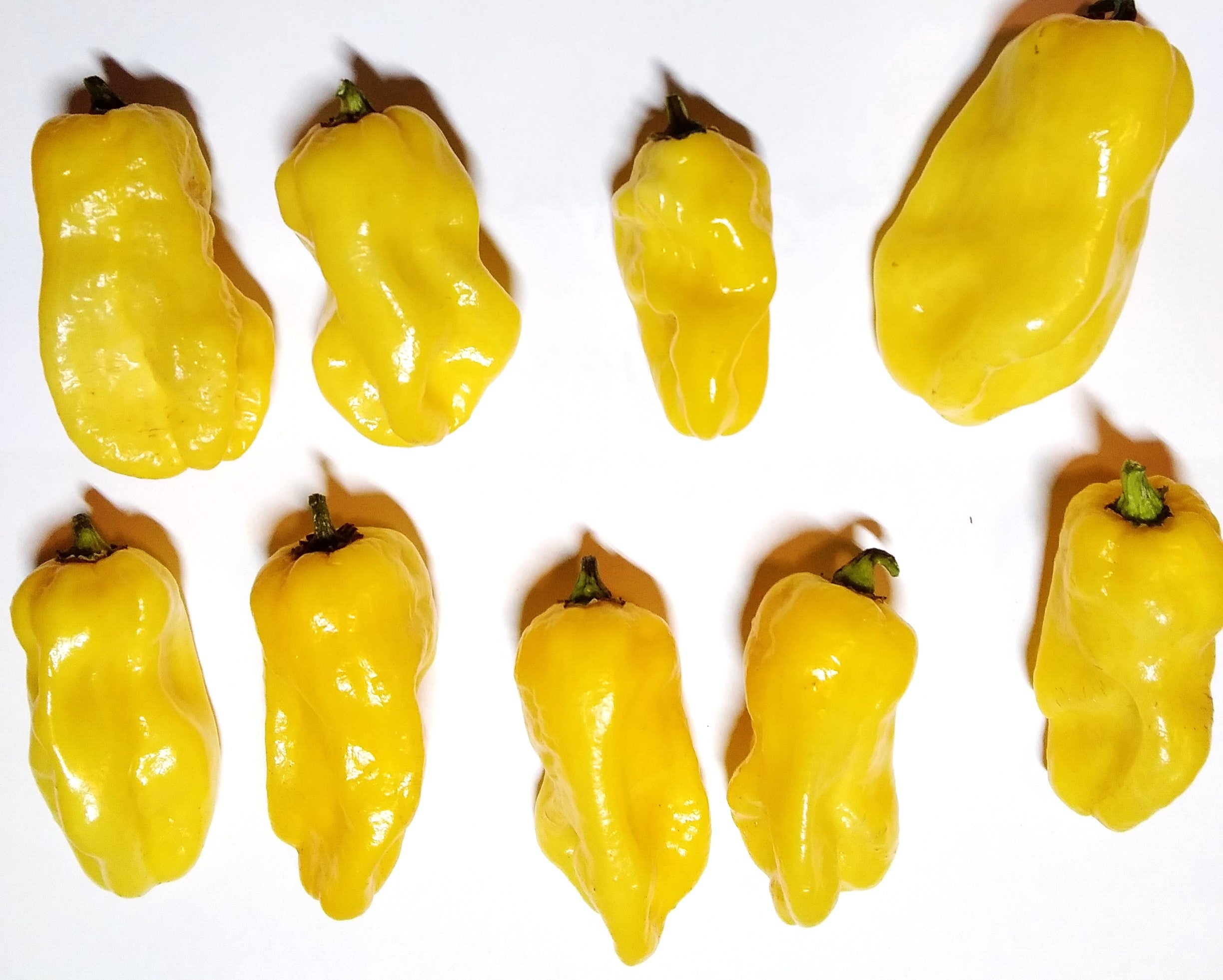 Răsad Ardei - 7 Pot Congo SR Gigantic Yellow