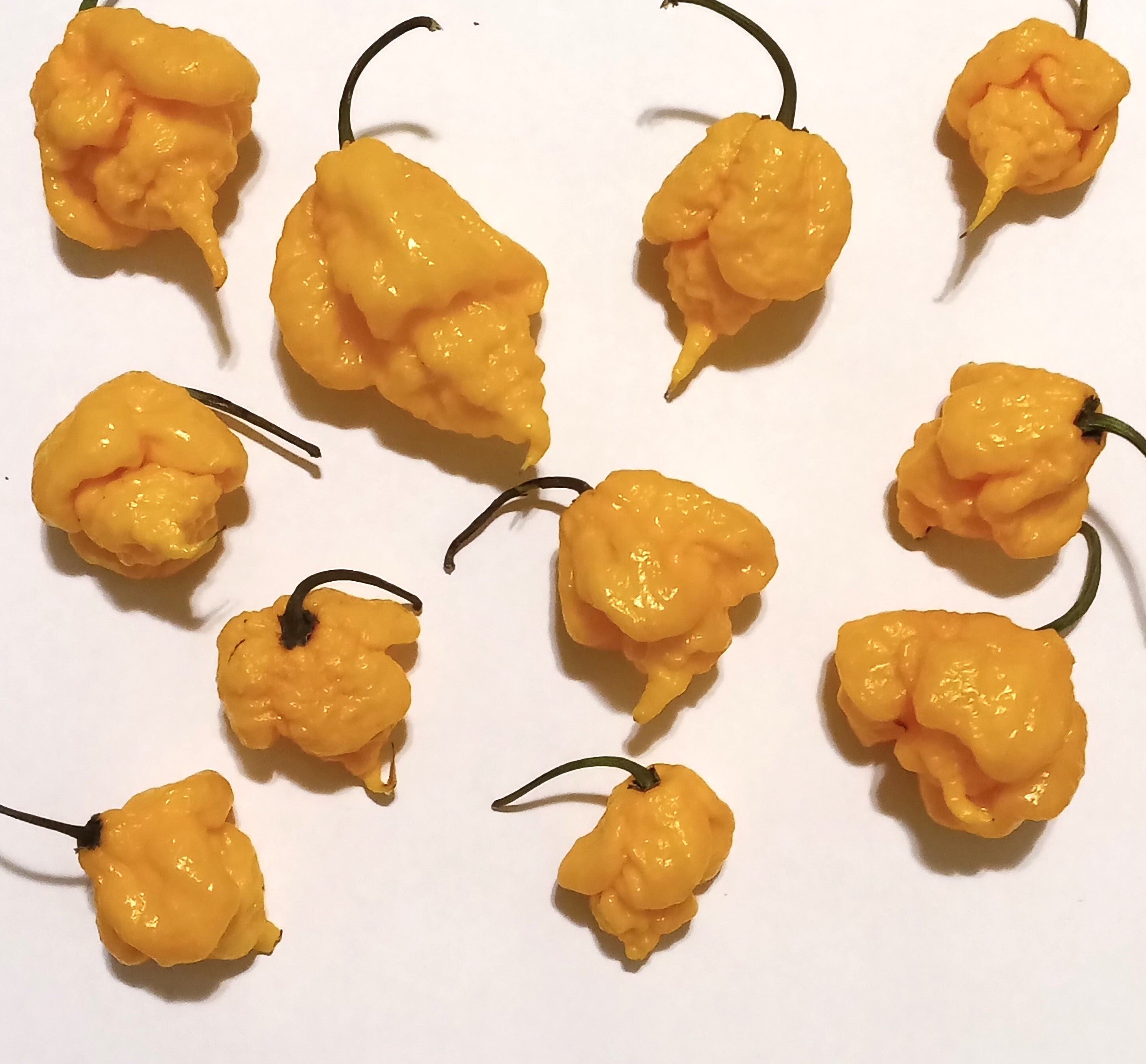 Răsad Ardei - 7 Pot Primo Orange