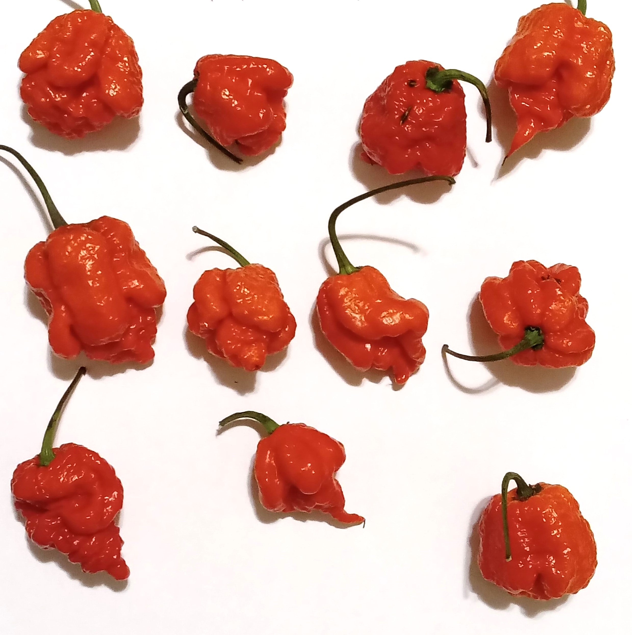 Răsad Ardei - 7 Pot Primo Red