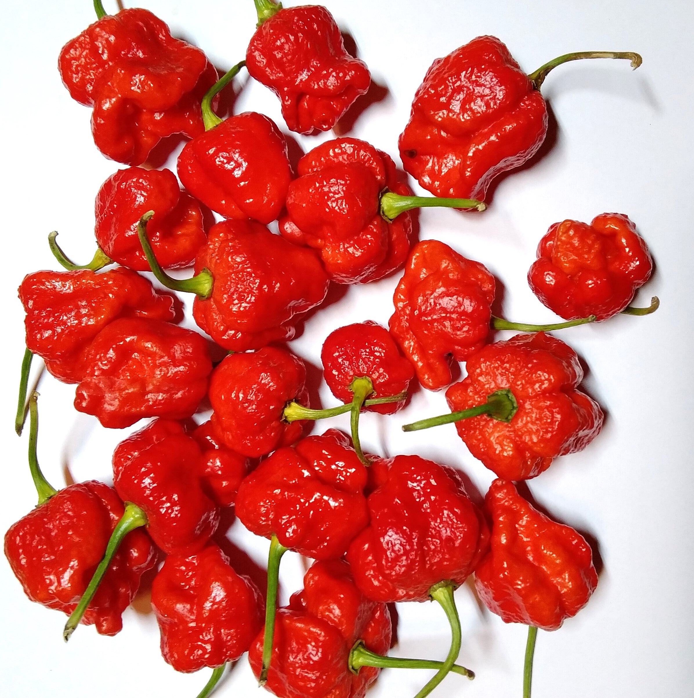 Răsad Ardei - 7 Pot Red