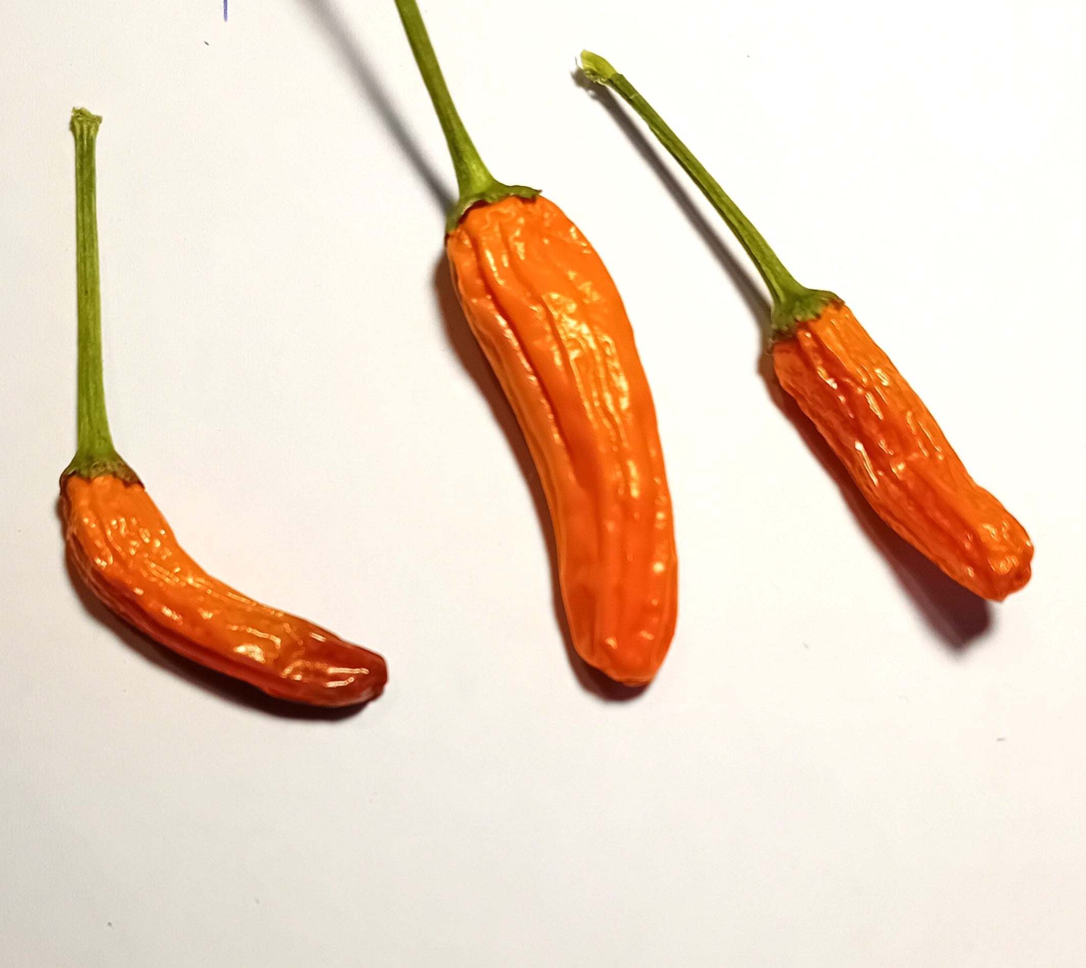 Răsad Ardei - African Bird Orange