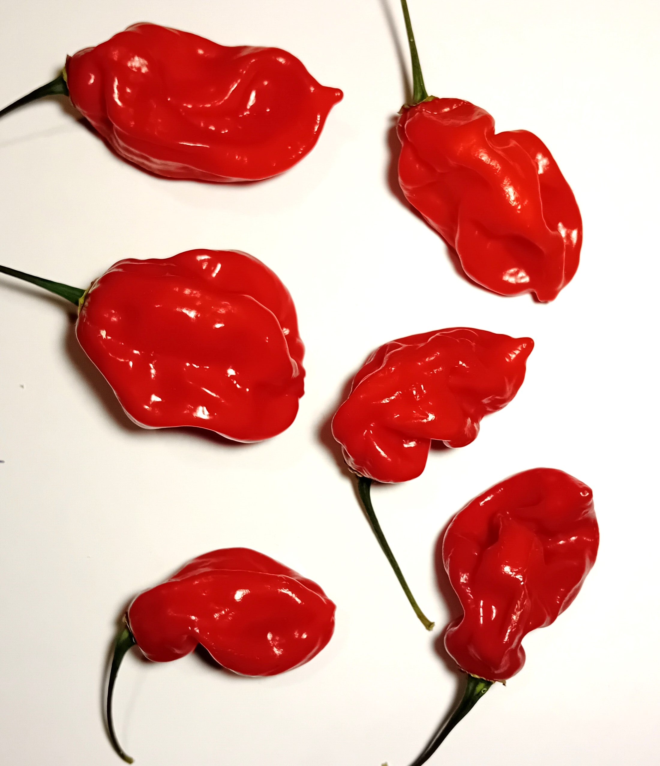 Răsad Ardei - Aji Chombo