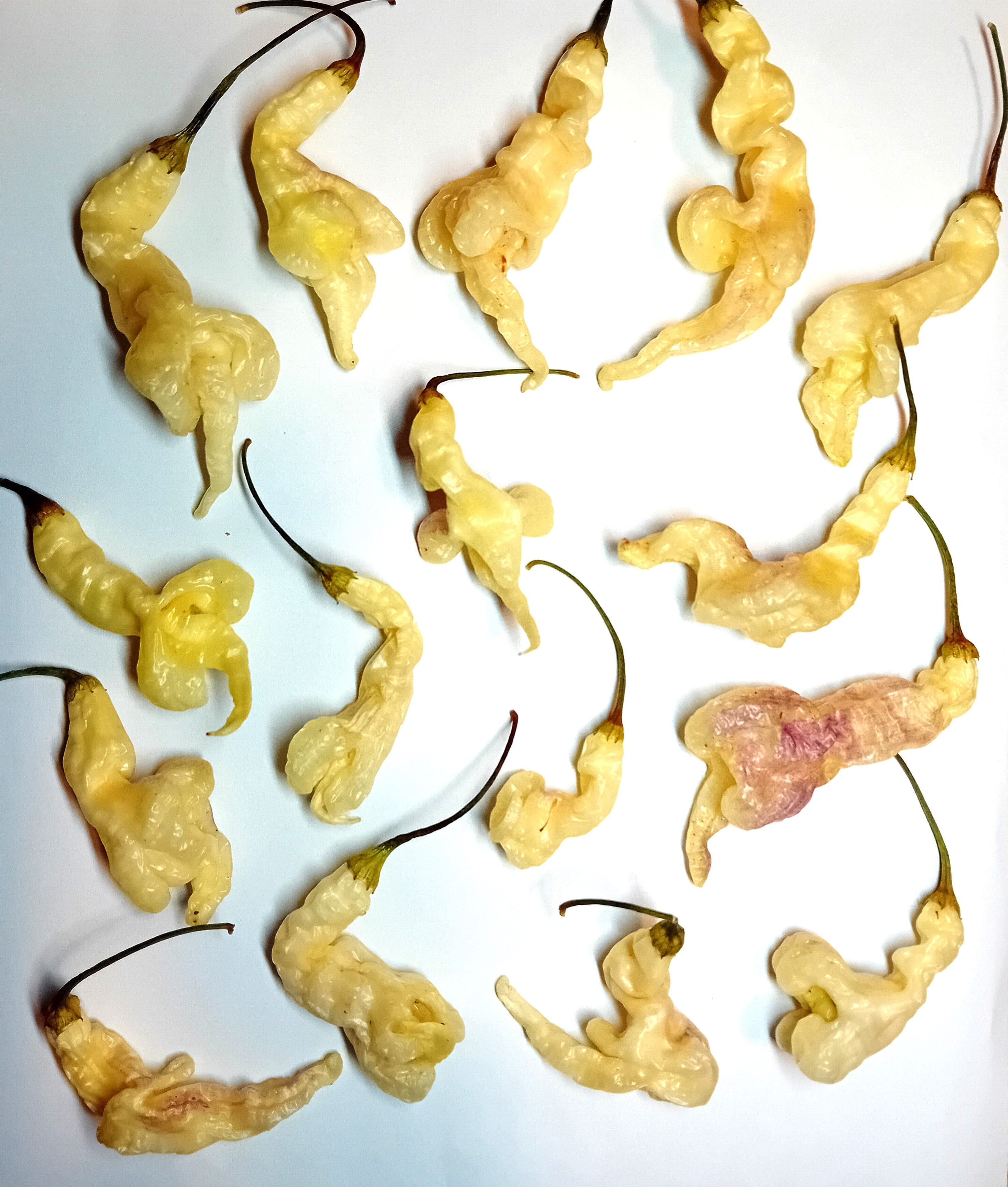 Răsad Ardei - Aji Confusion