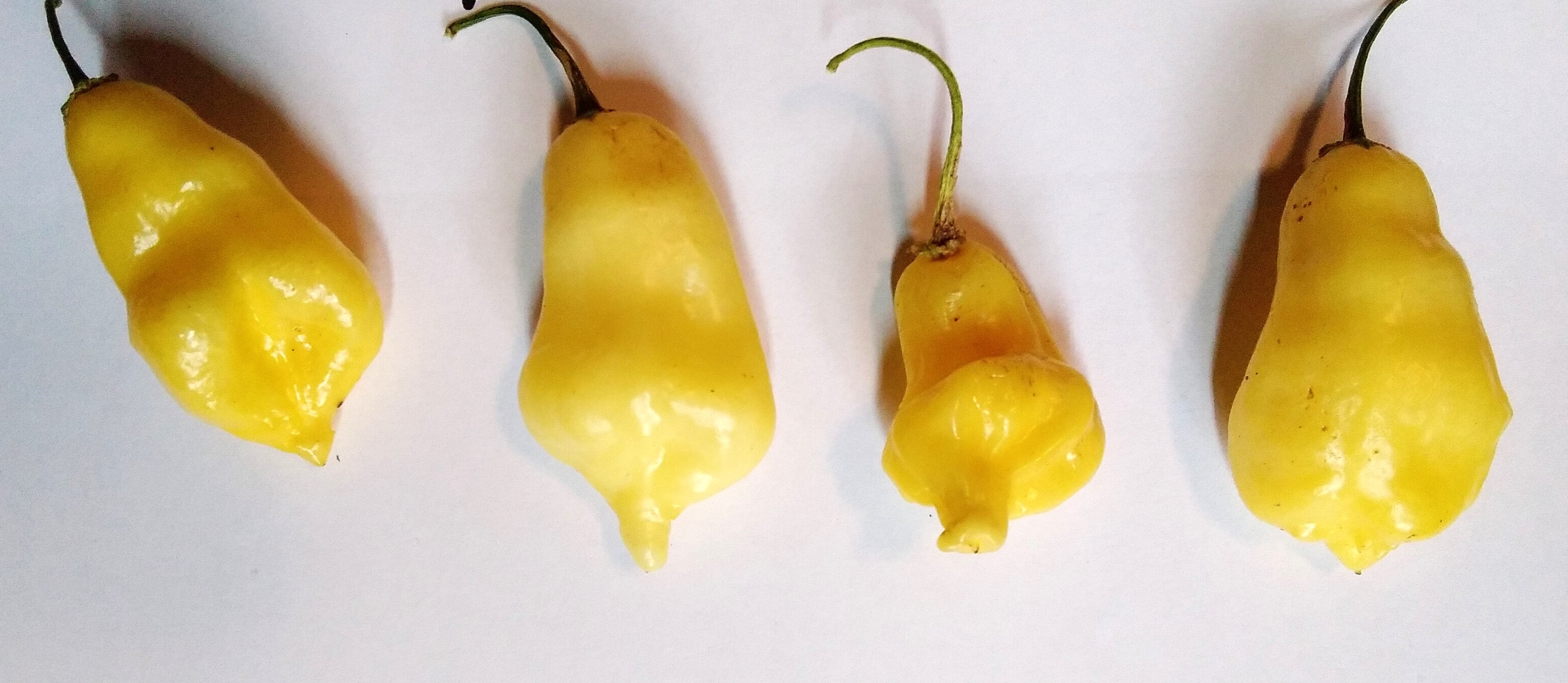 Răsad Ardei - Aji Fantasy