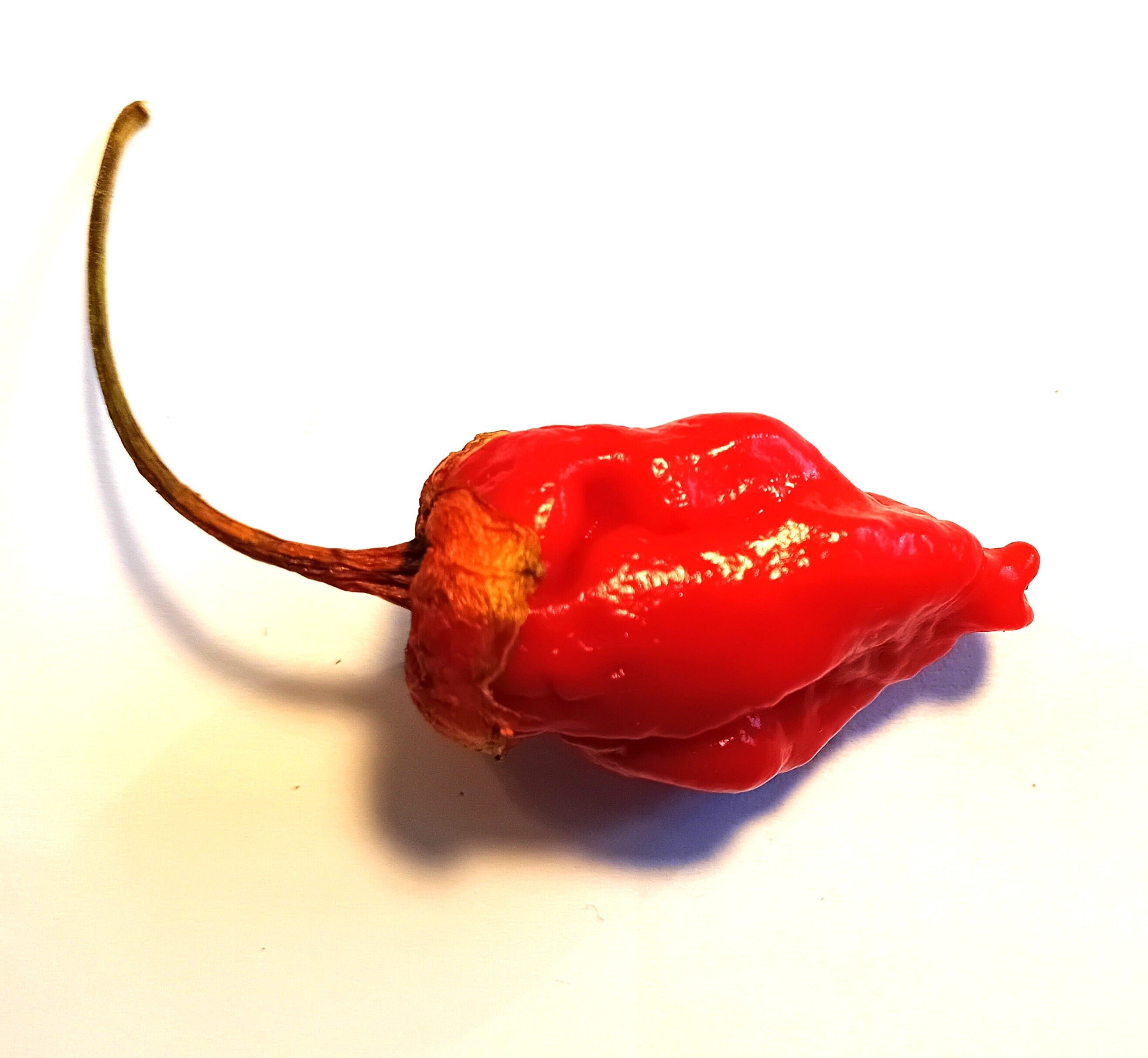 Răsad Ardei - 7 Pot BBG Mini Red