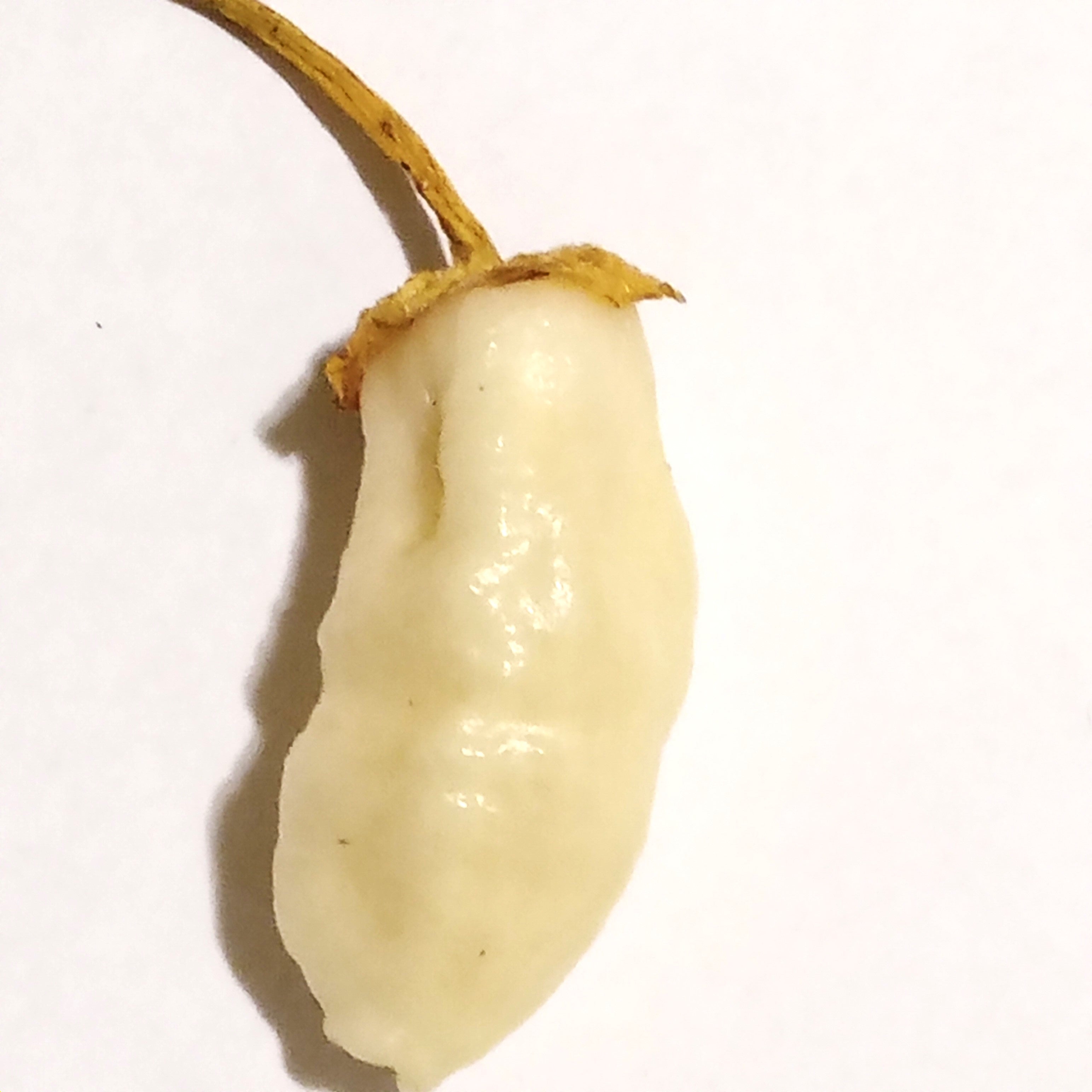 Seminţe Ardei - 7 Pot BBG Mini White