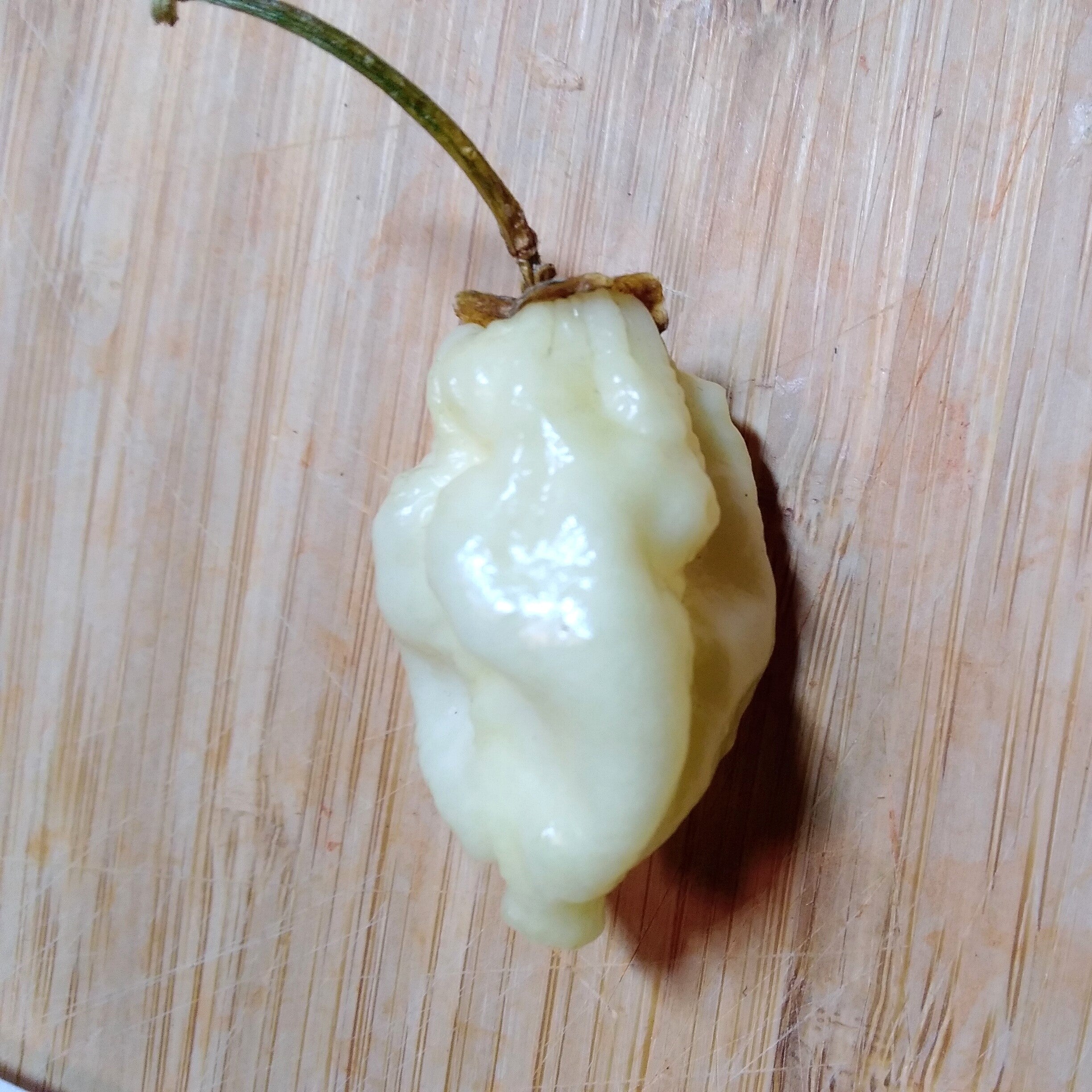 Seminţe Ardei - 7 Pot BBG Mini White