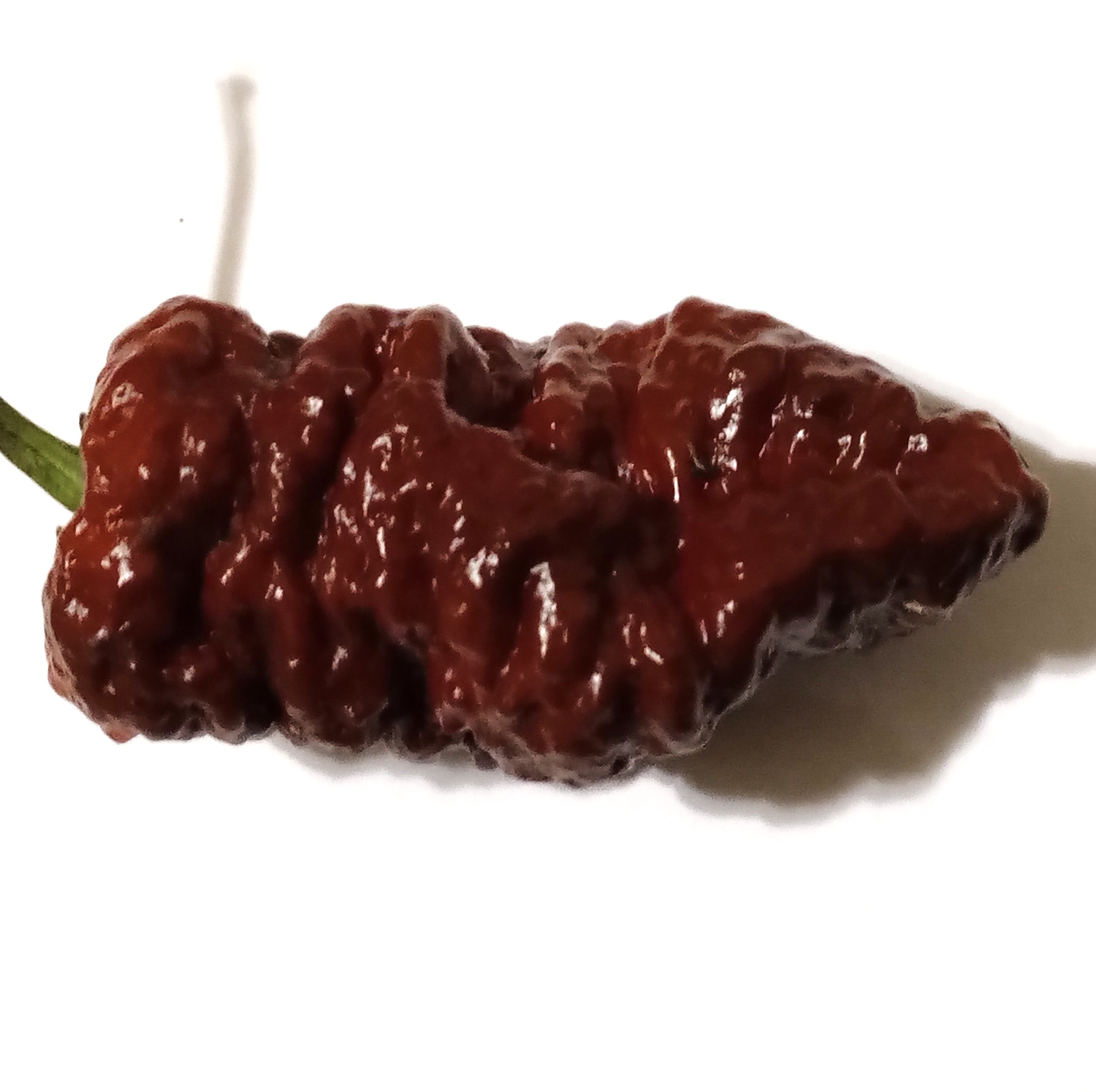 Răsad Ardei - 7 Pot Brain Strain Chocolate