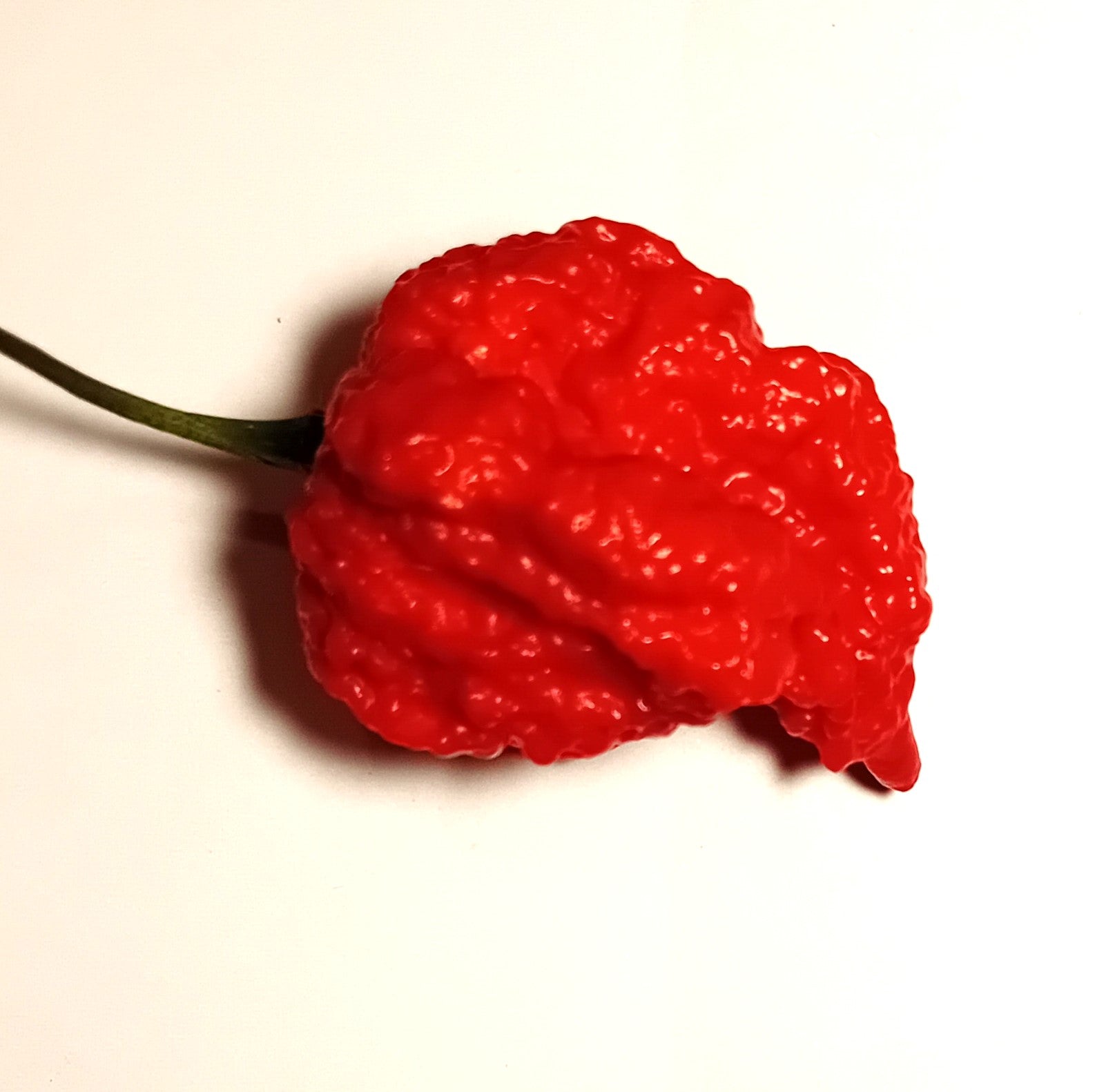 Răsad Ardei - 7 Pot Brain Strain Red