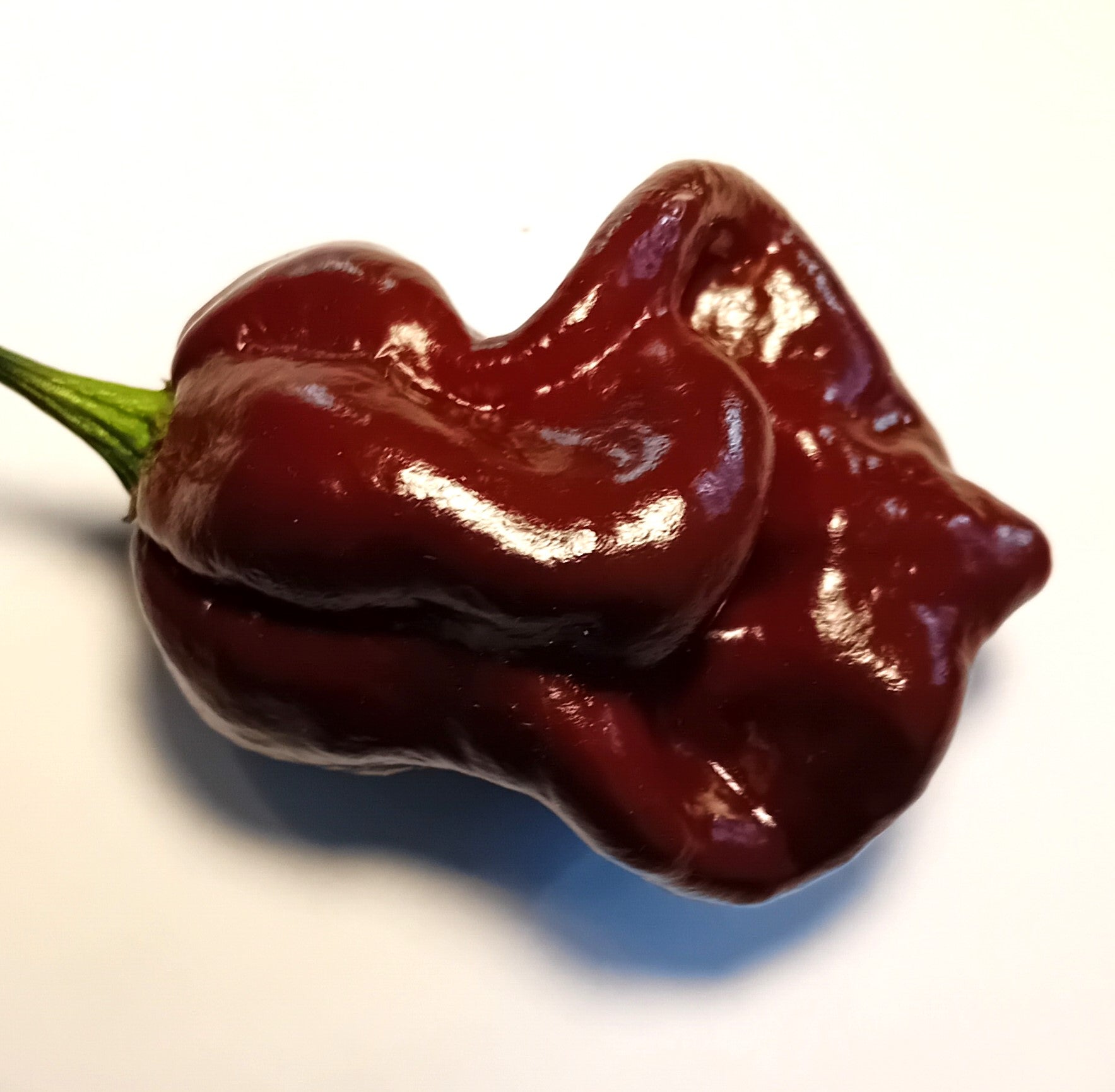 Răsad Ardei - 7 Pot Chocolate