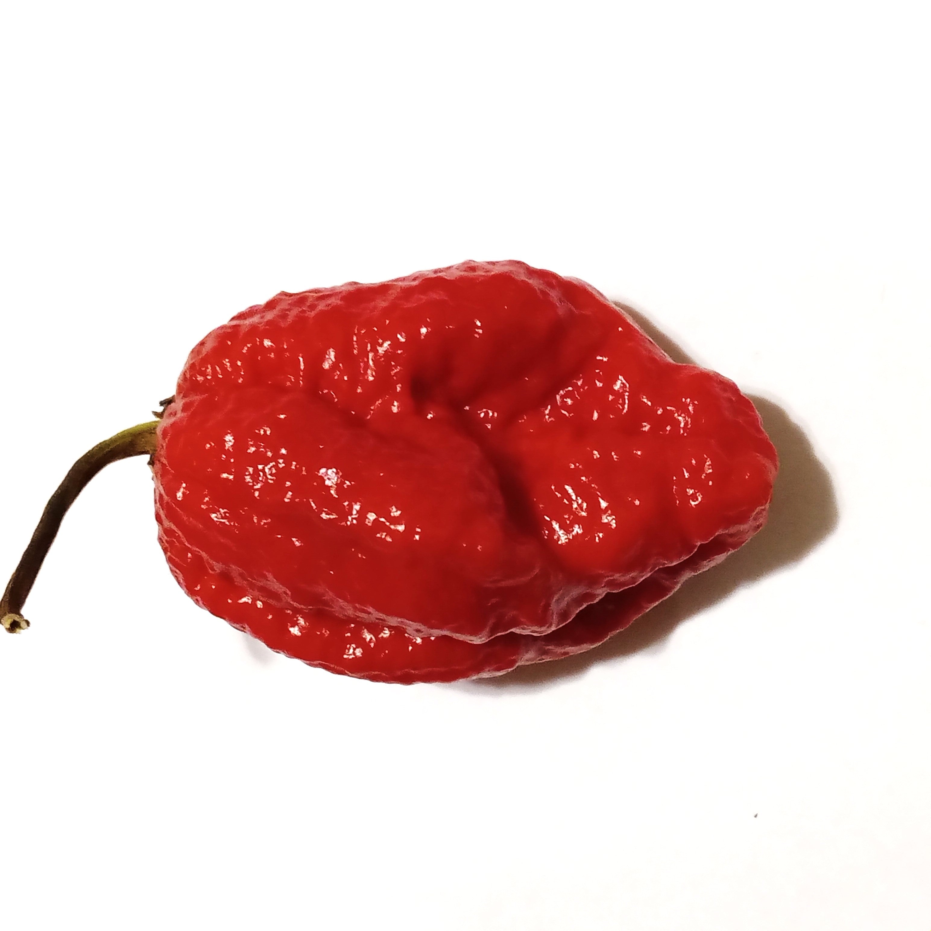 Răsad Ardei - 7 Pot Congo SR Gigantic Red