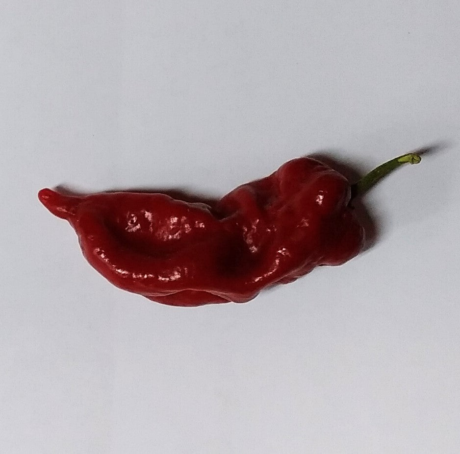 Răsad Ardei - 7 Pot Defcon