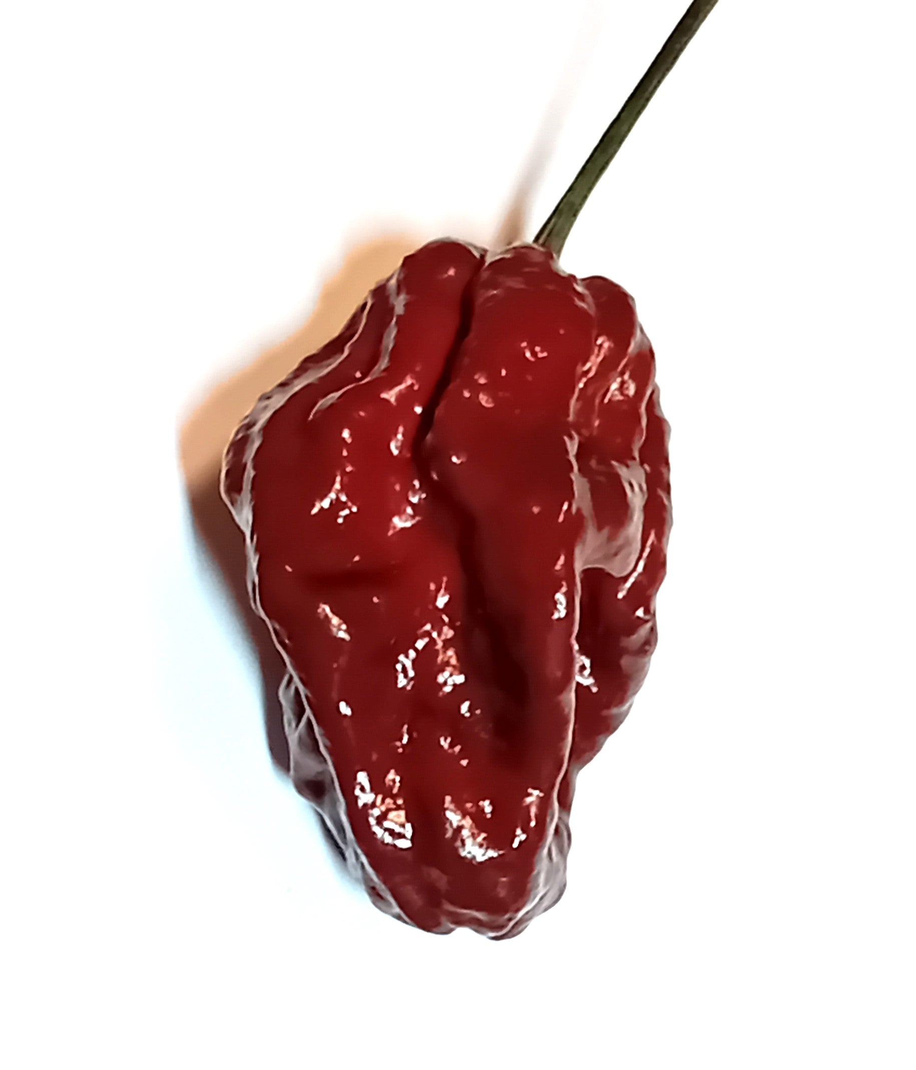 Răsad Ardei - 7 Pot Douglah Chocolate