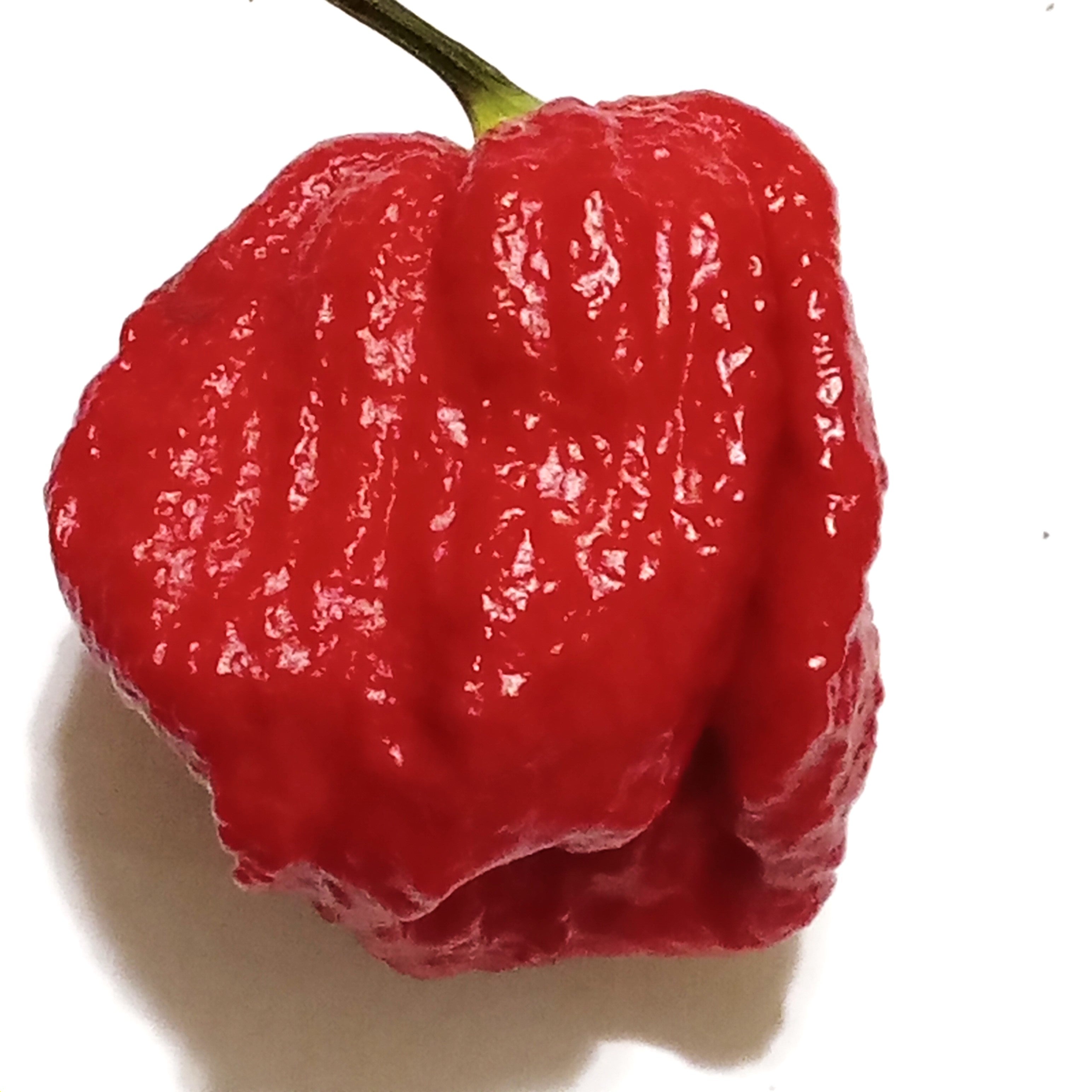 Răsad Ardei - 7 Pot Douglah Red