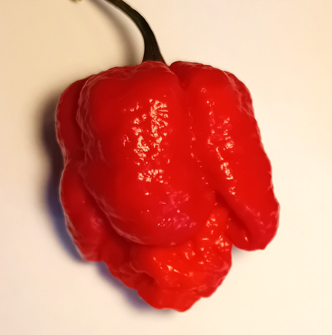 Răsad Ardei - 7 Pot Infinity