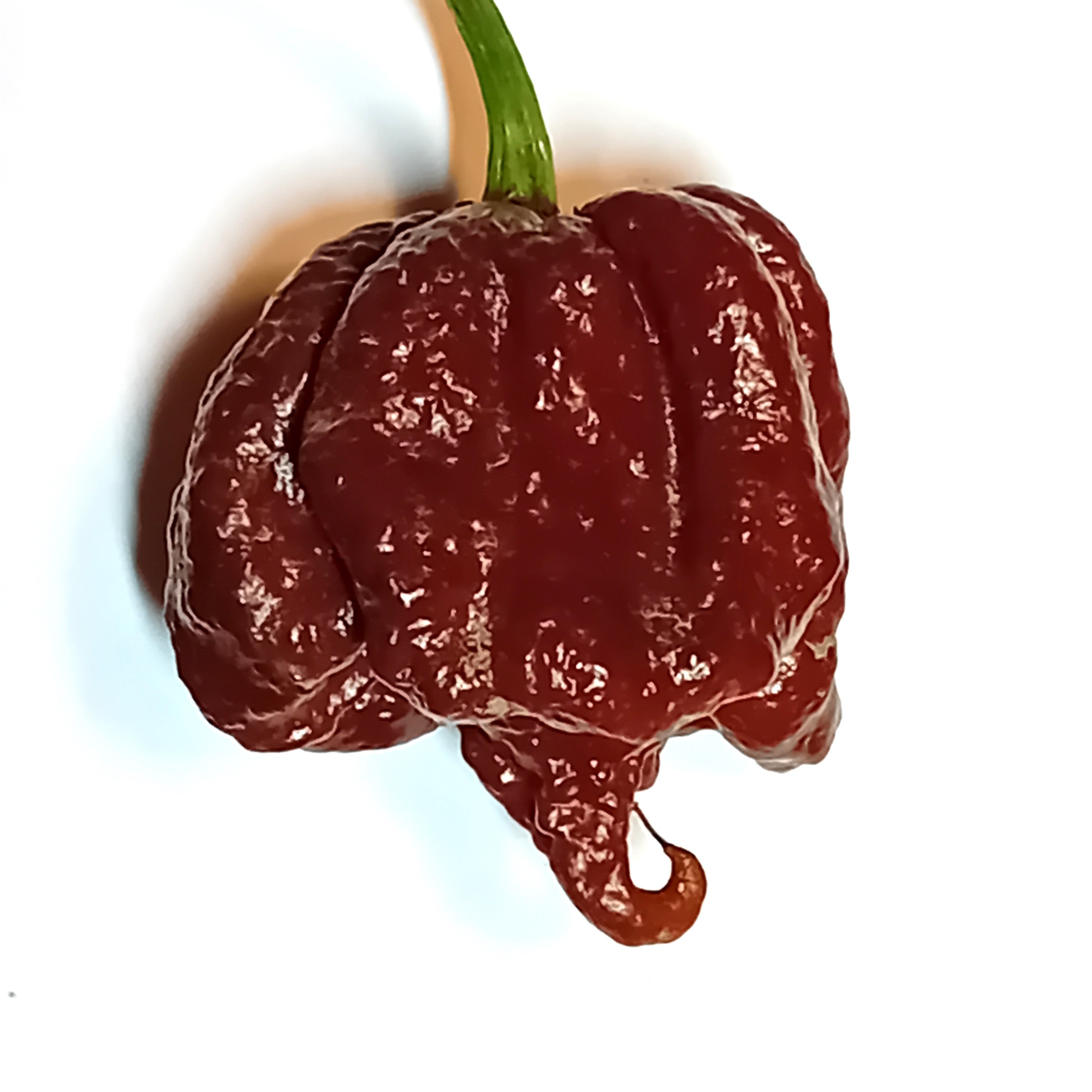 Răsad Ardei - 7 Pot Primo Chocolate