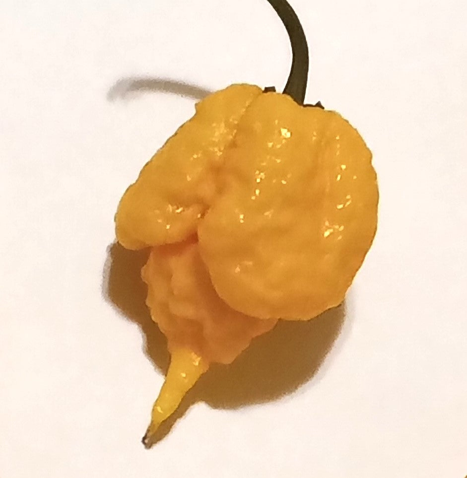 Răsad Ardei - 7 Pot Primo Orange