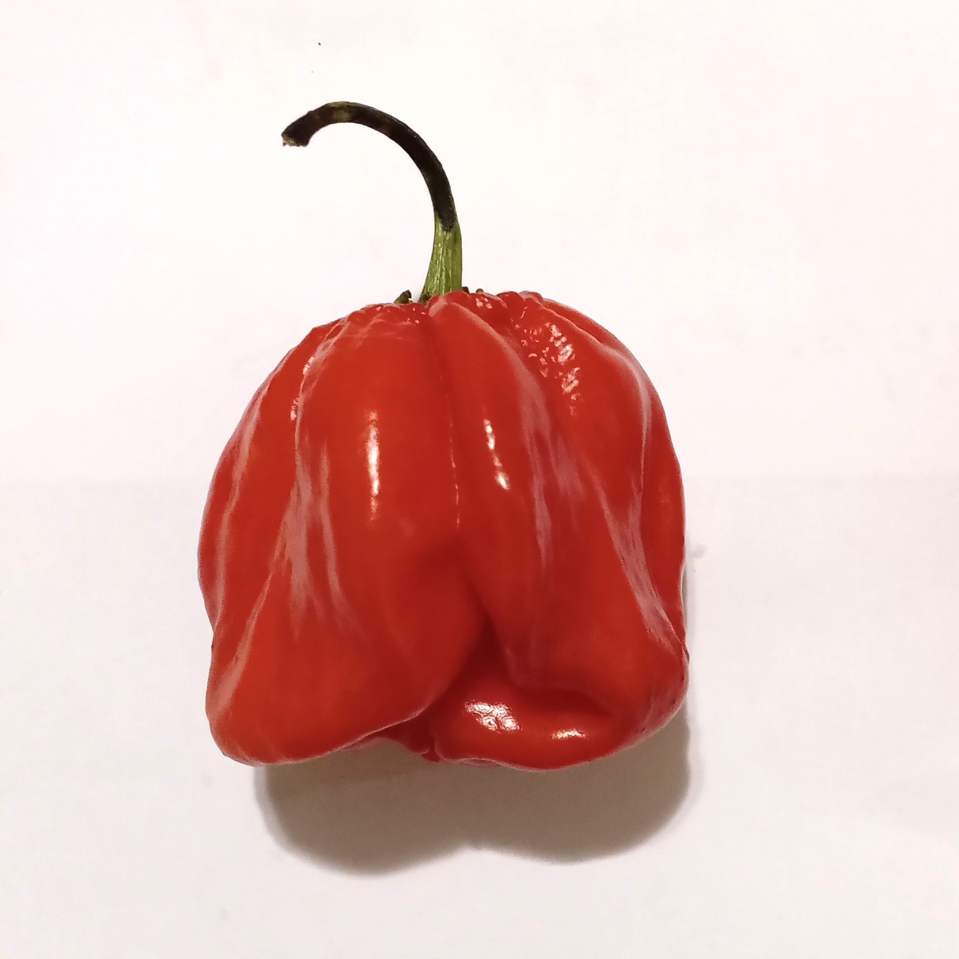 Răsad Ardei - 7 Pot Red