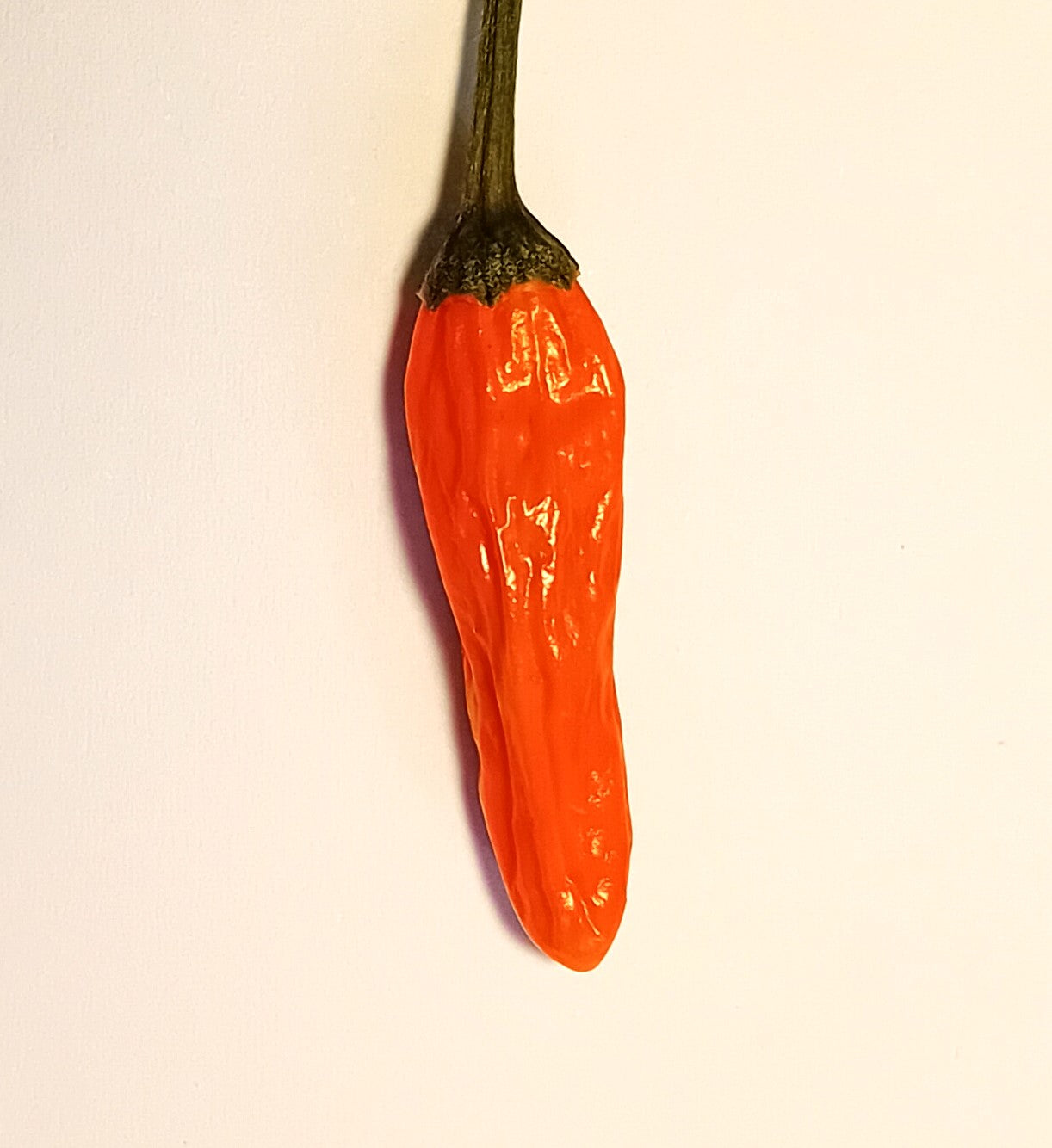 Răsad Ardei - African Bird Orange