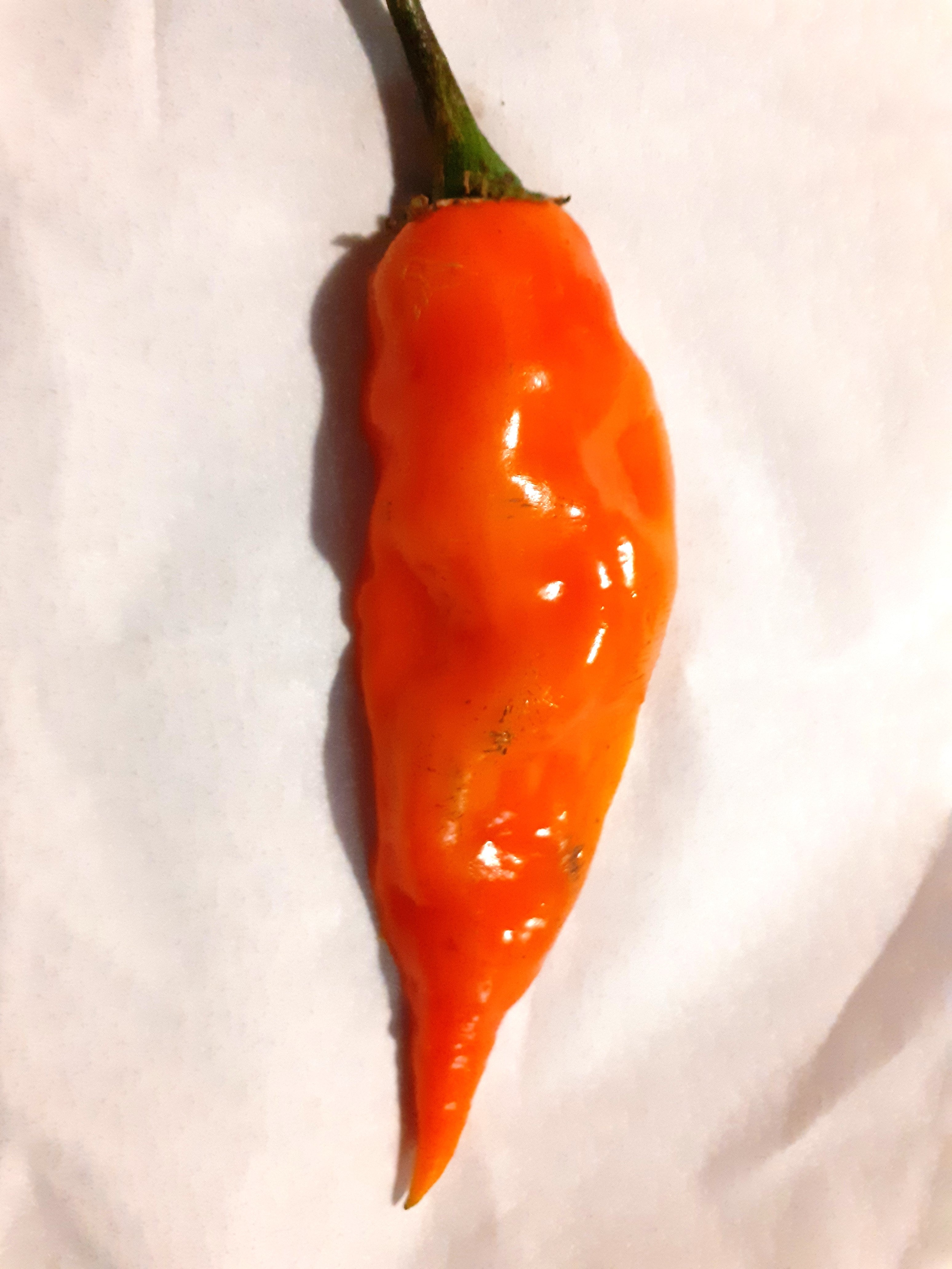 Răsad Ardei - Aji Amarillo