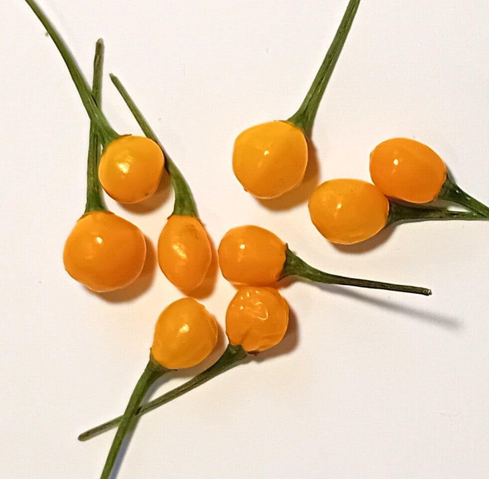 Răsad Ardei - Aji Charapita Yellow