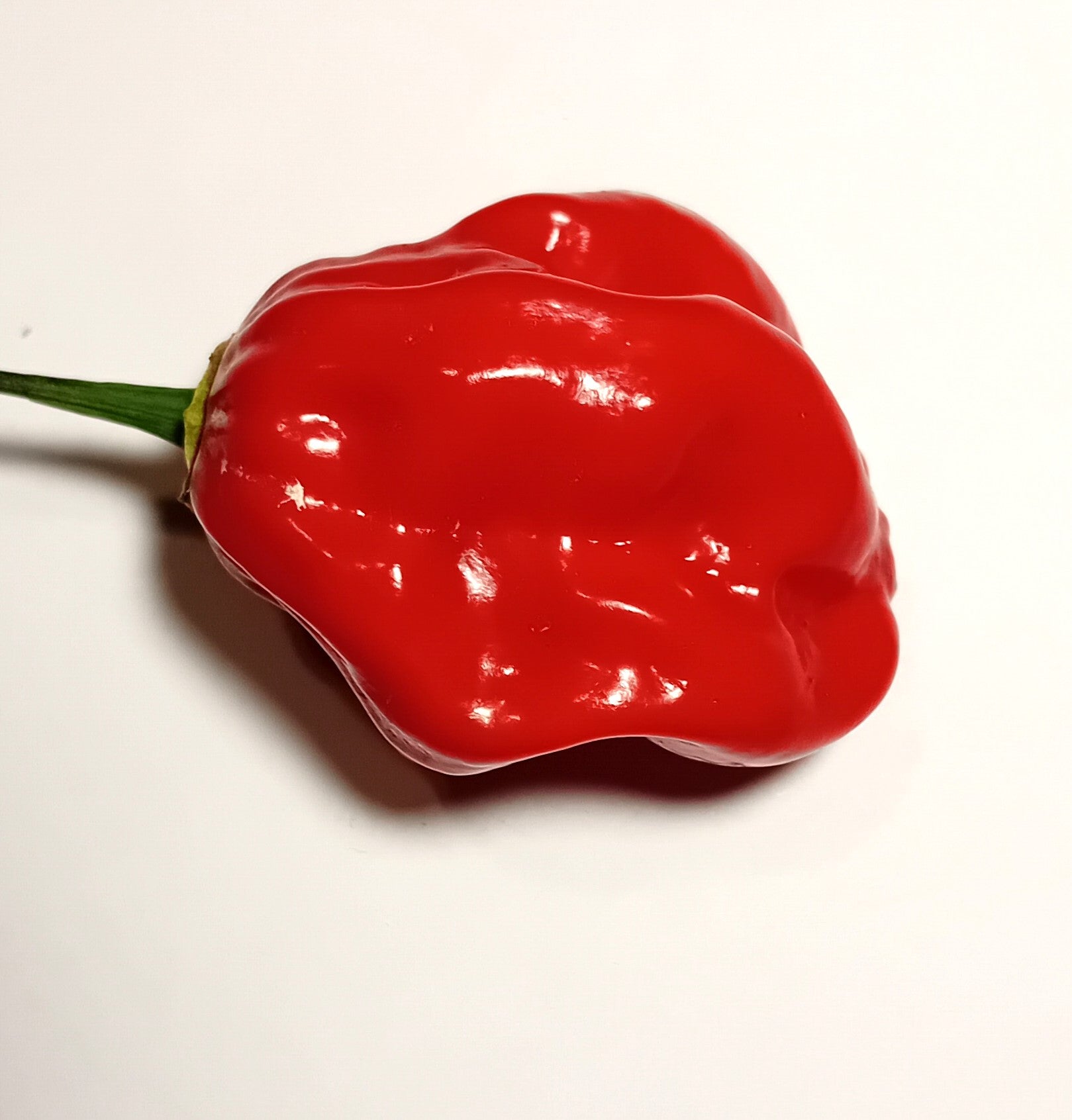 Răsad Ardei - Aji Chombo