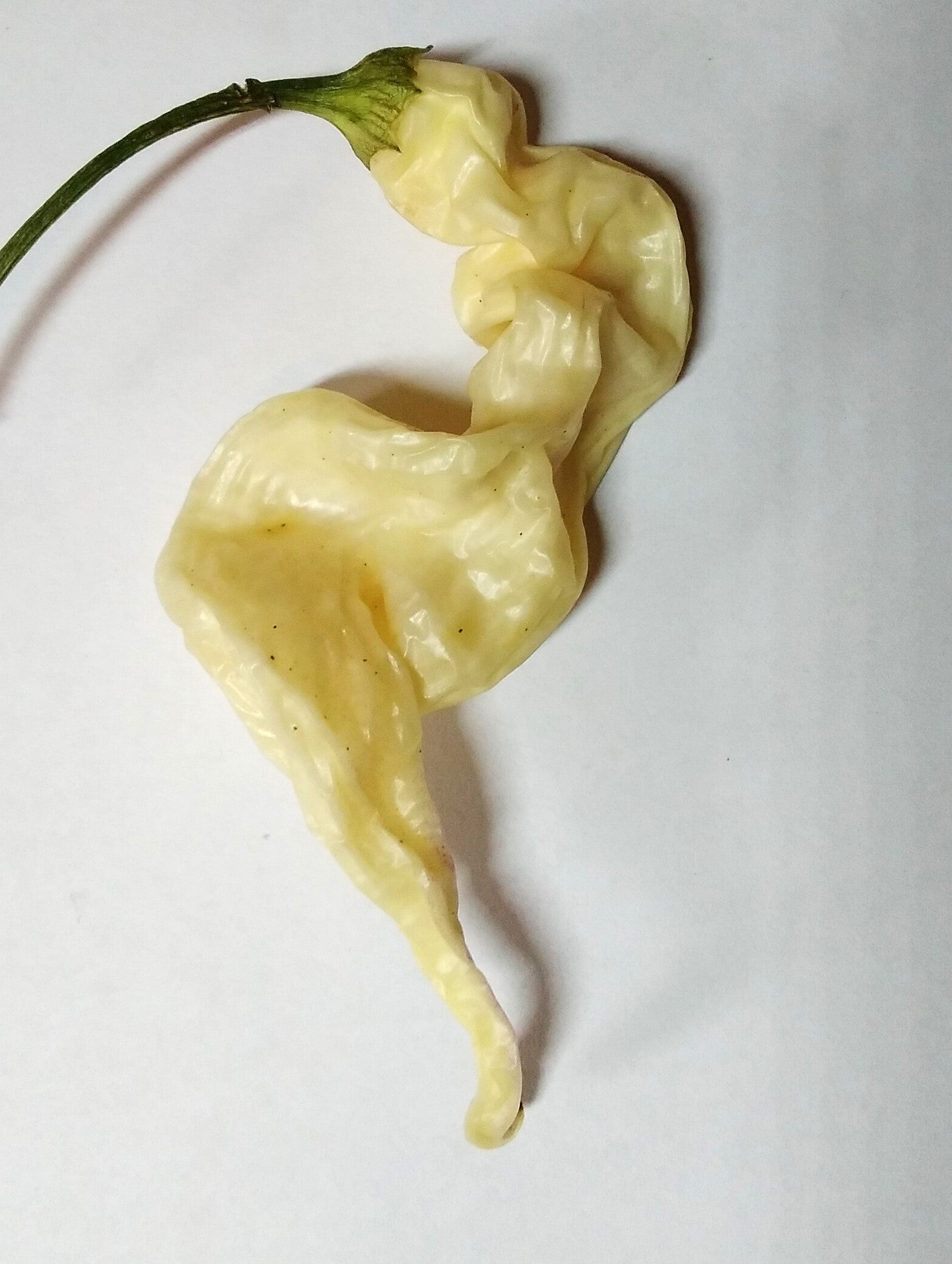 Răsad Ardei - Aji Confusion