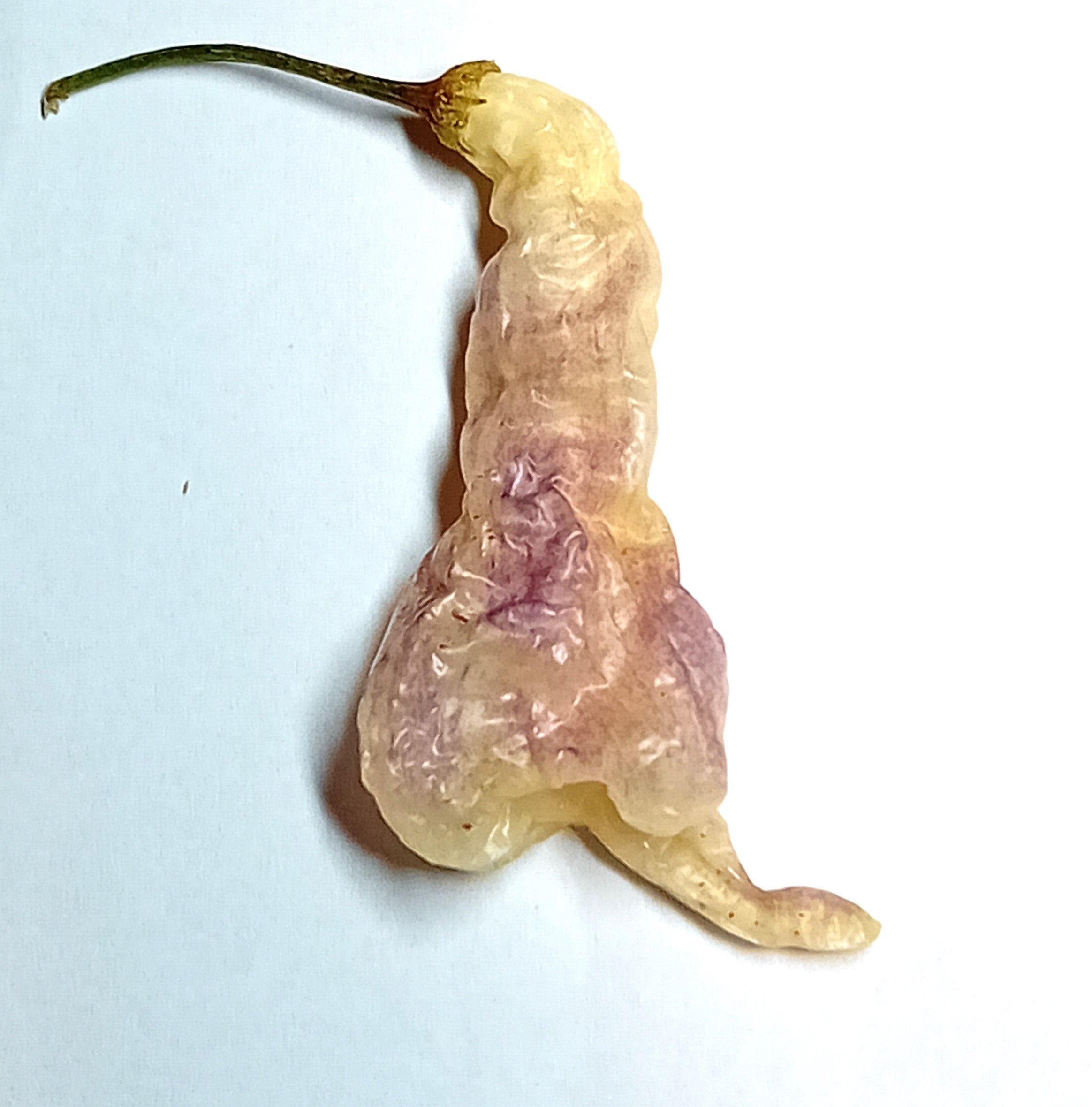 Răsad Ardei - Aji Confusion