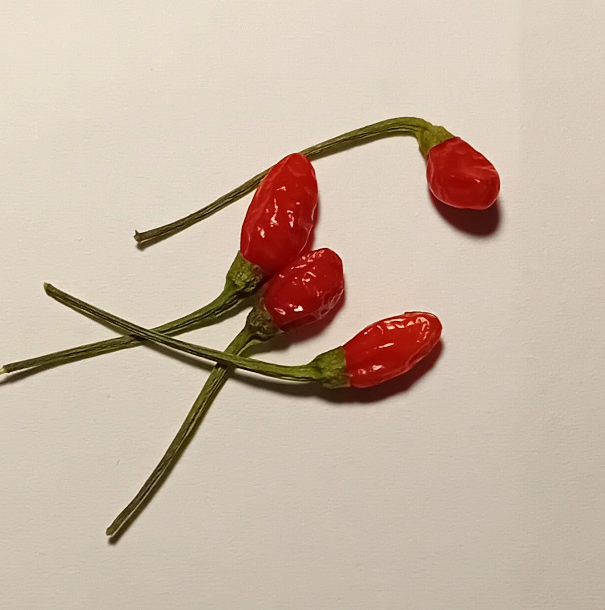 Răsad Ardei - Aji Guaguao