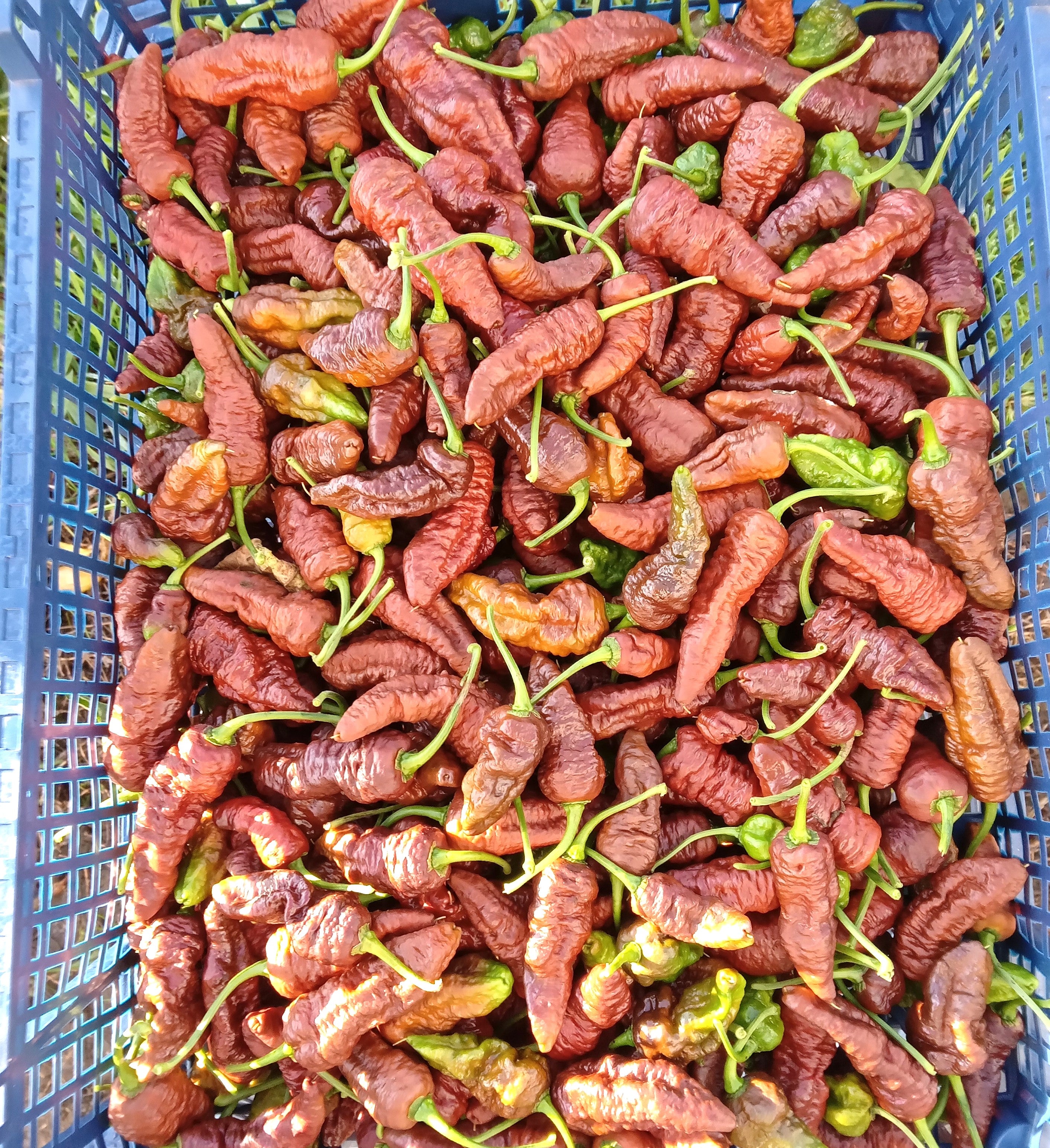 Răsad Ardei - 7 Pot Brain Strain Chocolate