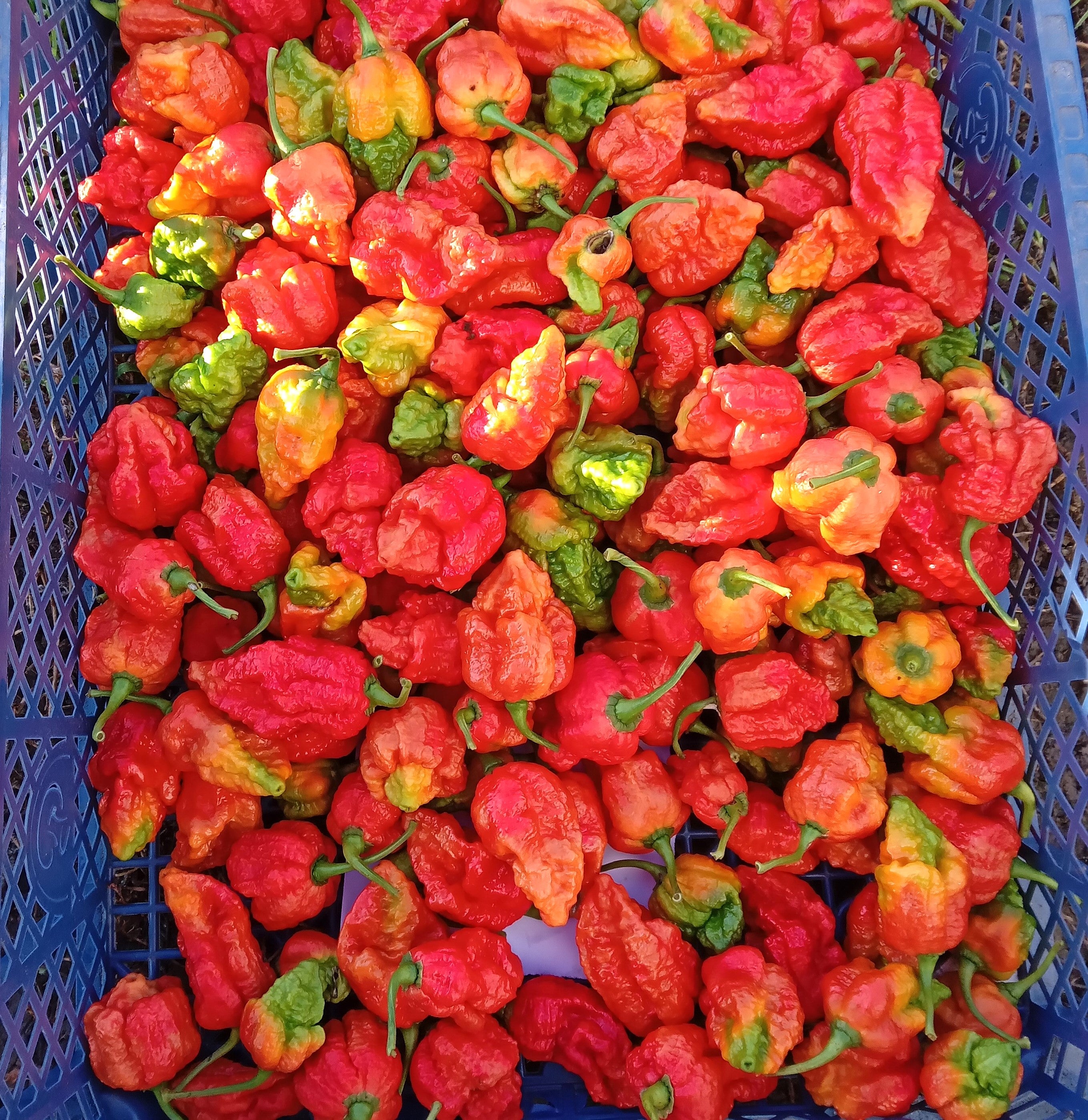 Răsad Ardei - 7 Pot Cinder