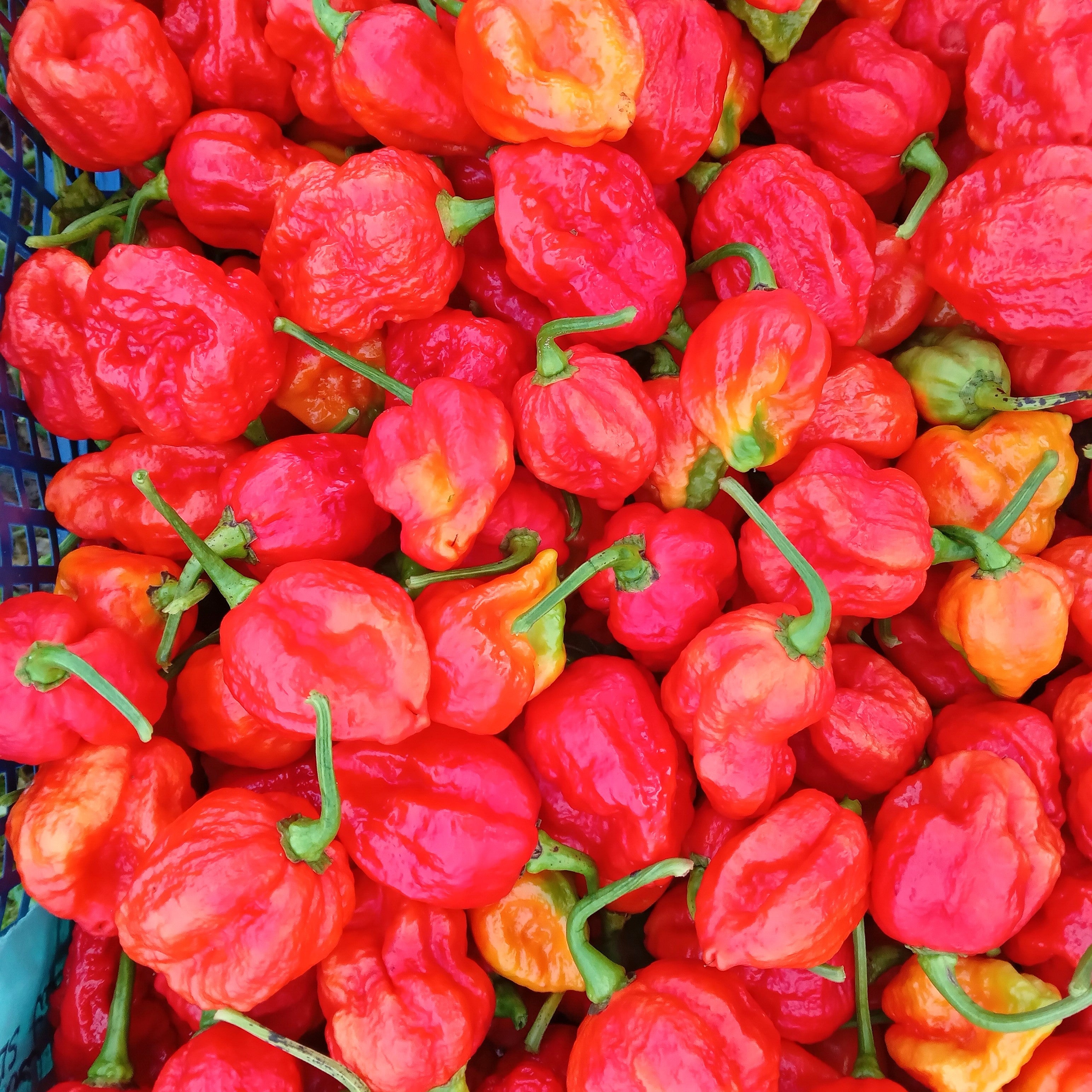 Răsad Ardei - 7 Pot Congo SR Gigantic Red