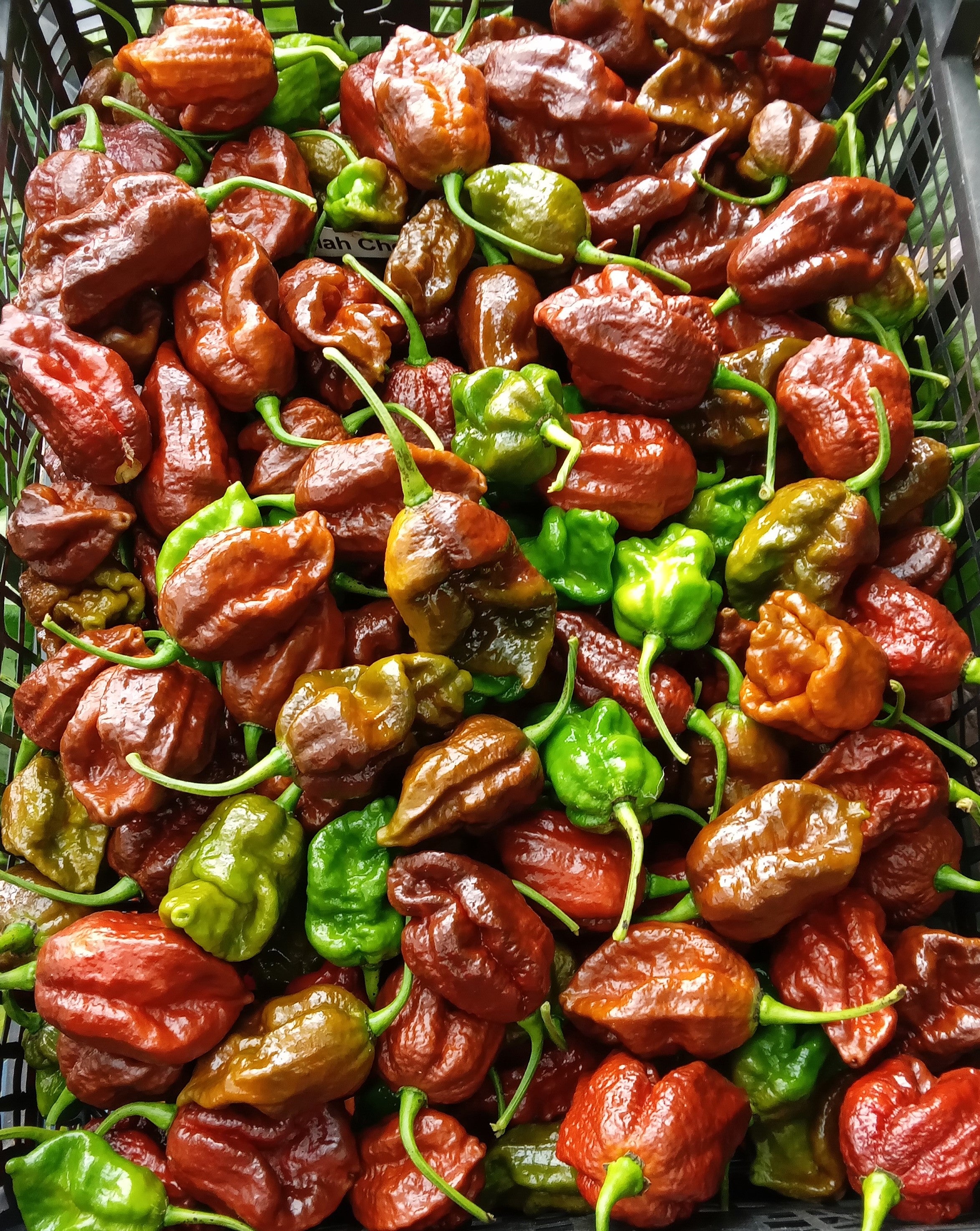 Răsad Ardei - 7 Pot Douglah Chocolate