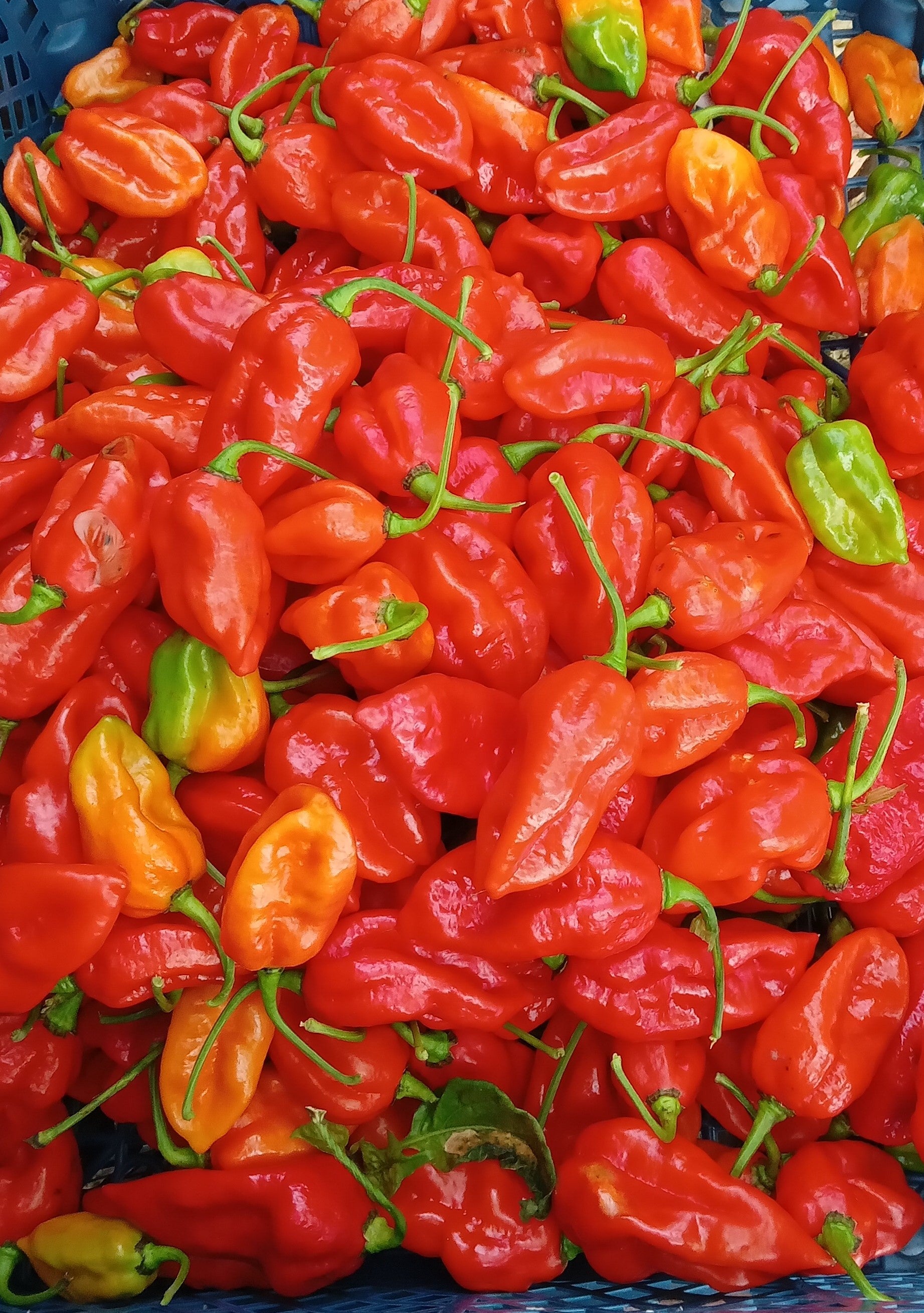 Răsad Ardei - 7 Pot Douglah Red