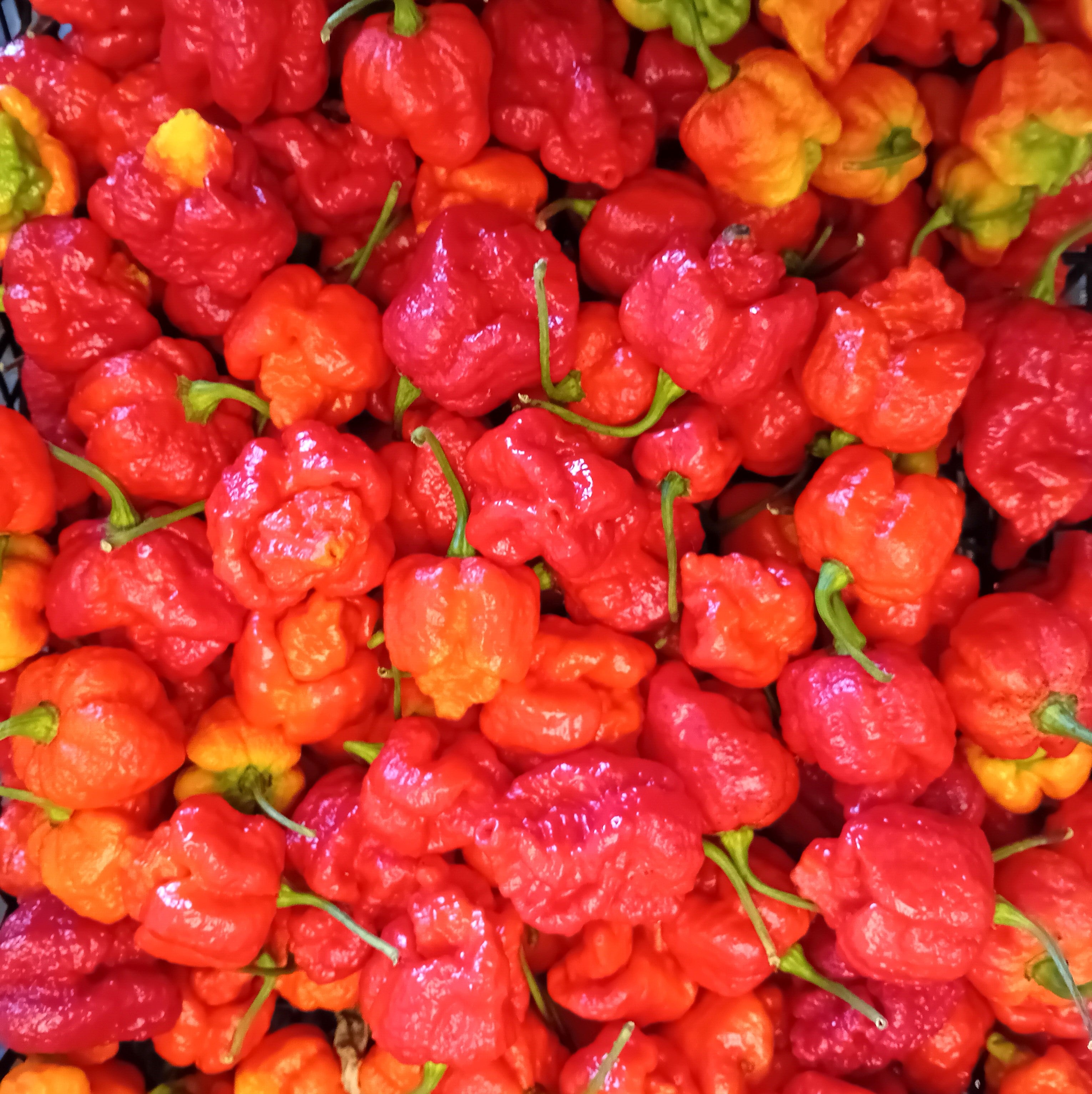 Răsad Ardei - 7 Pot Infinity