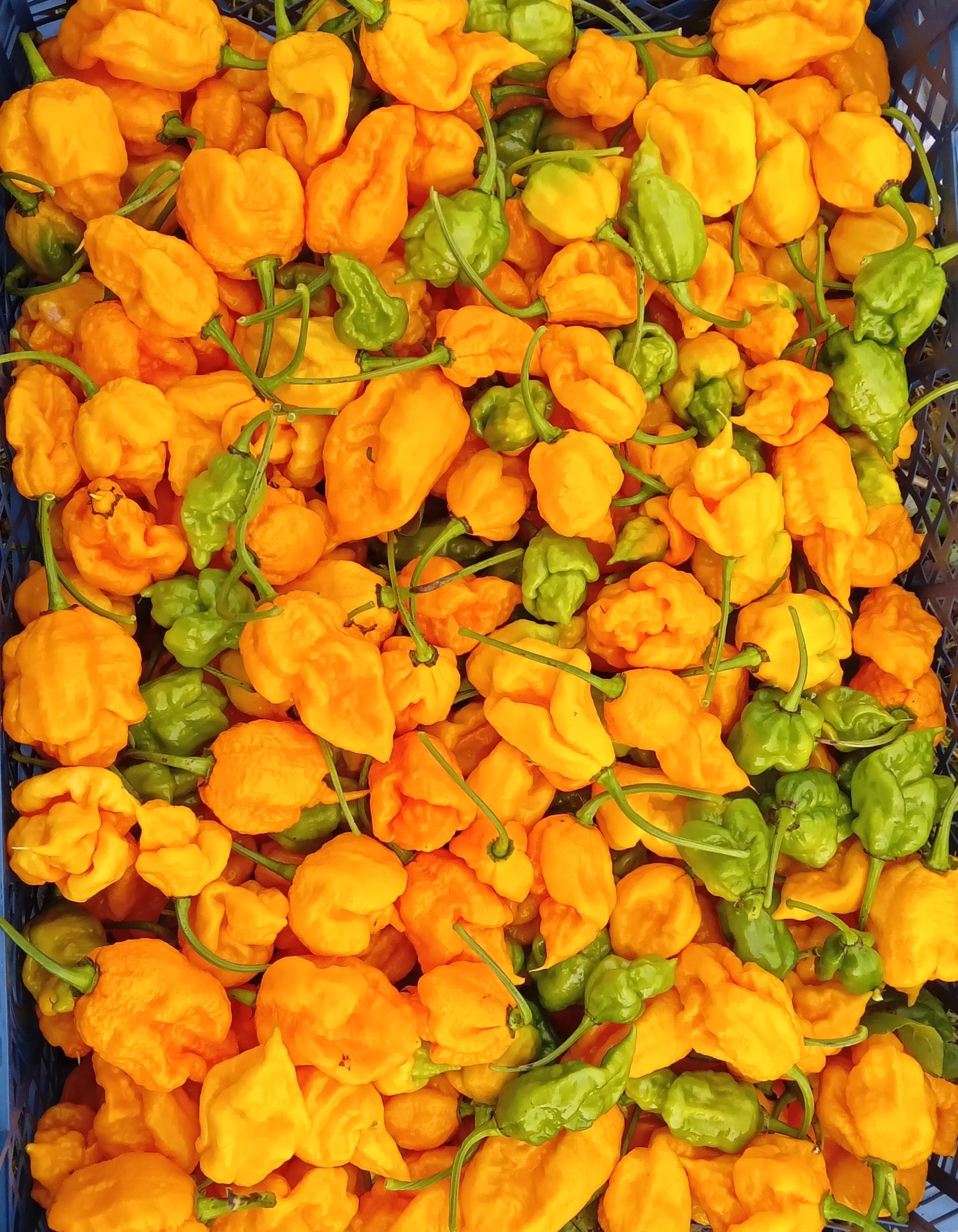 Răsad Ardei - 7 Pot Primo Orange