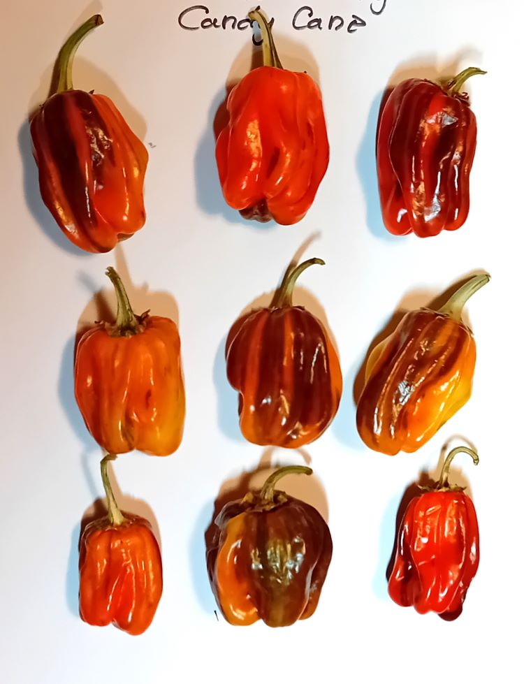 Răsad Ardei - Chocolate Candy Cane