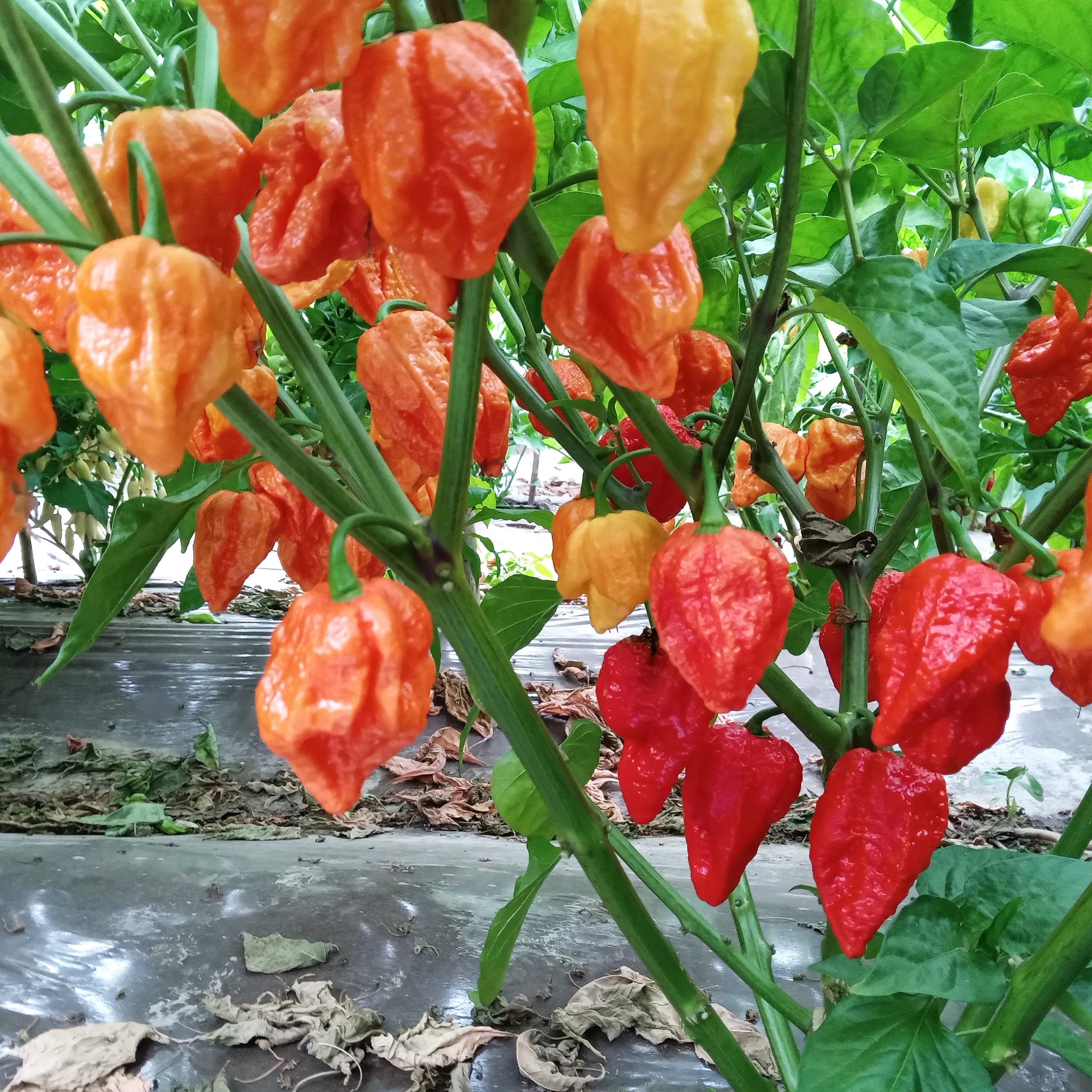 Seminţe Ardei - 3MSHU