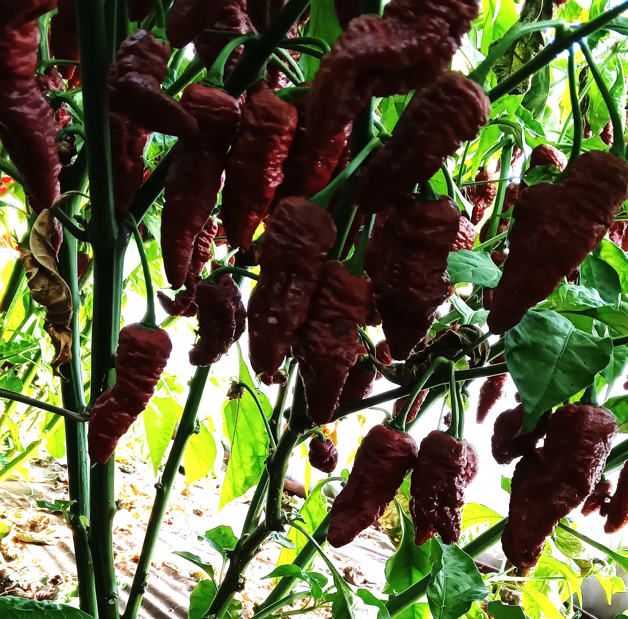 Răsad Ardei - 7 Pot Brain Strain Chocolate