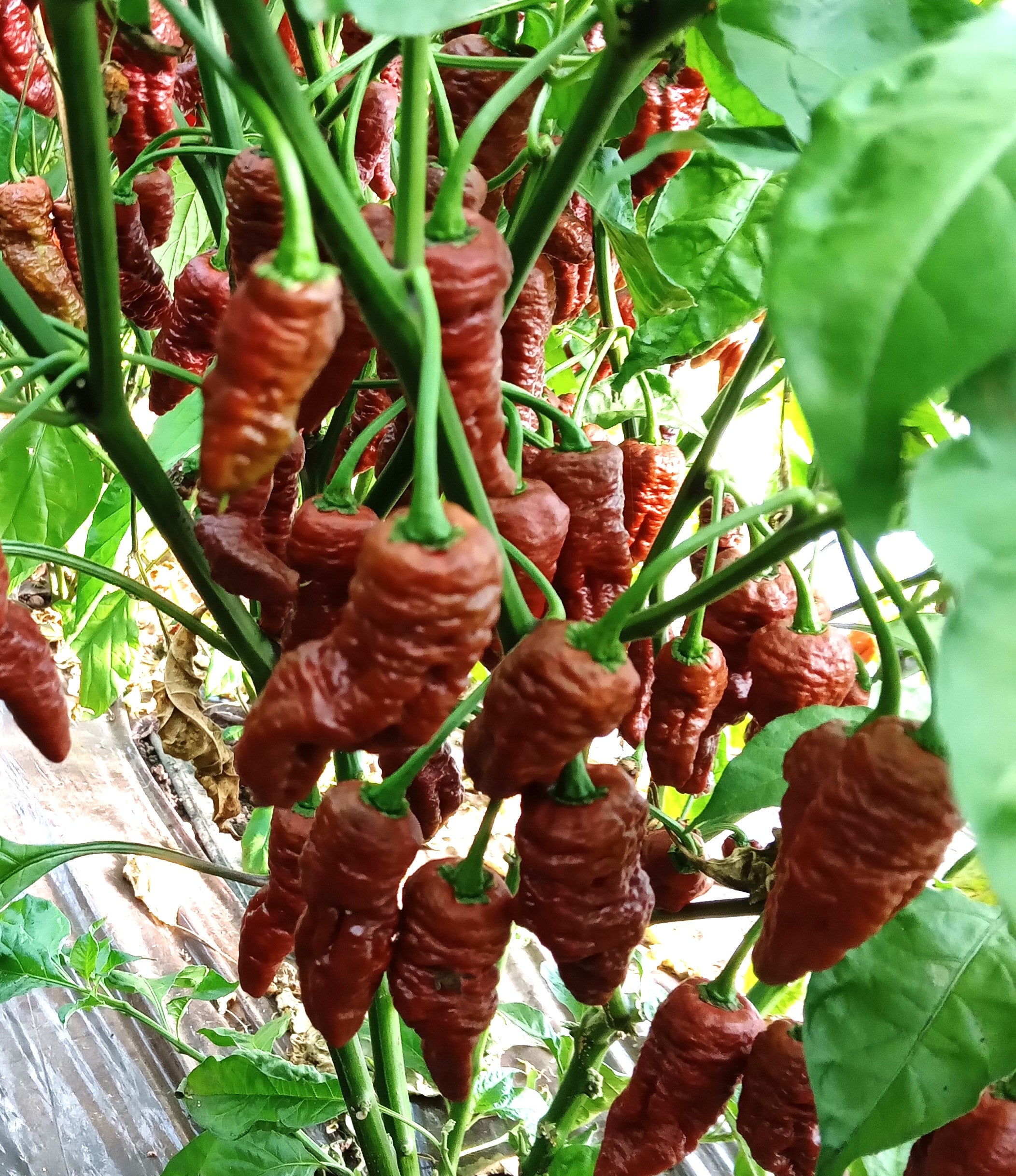 Răsad Ardei - 7 Pot Brain Strain Chocolate