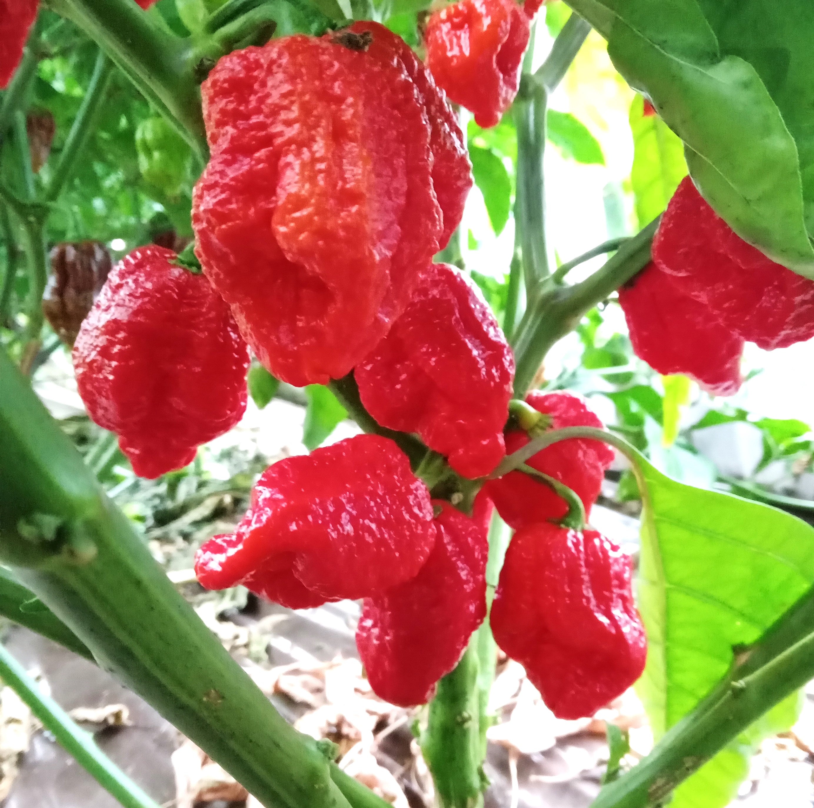 Răsad Ardei - 7 Pot Congo SR Gigantic Red