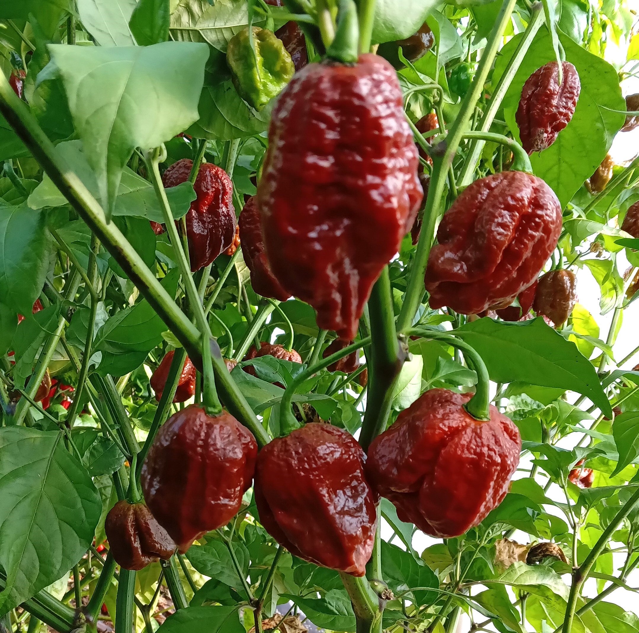 Răsad Ardei - 7 Pot Douglah Chocolate