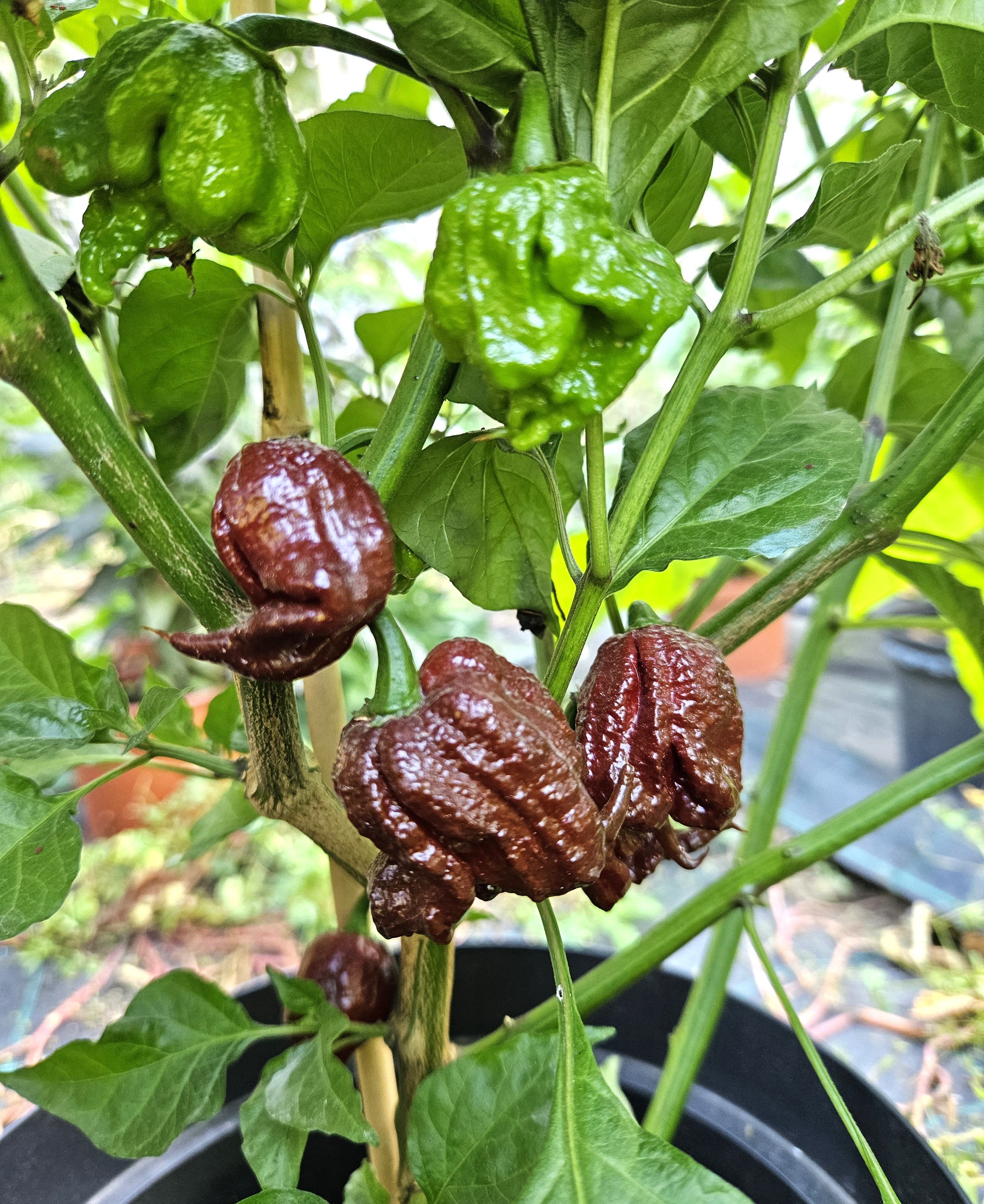 Răsad Ardei - 7 Pot Primo Chocolate